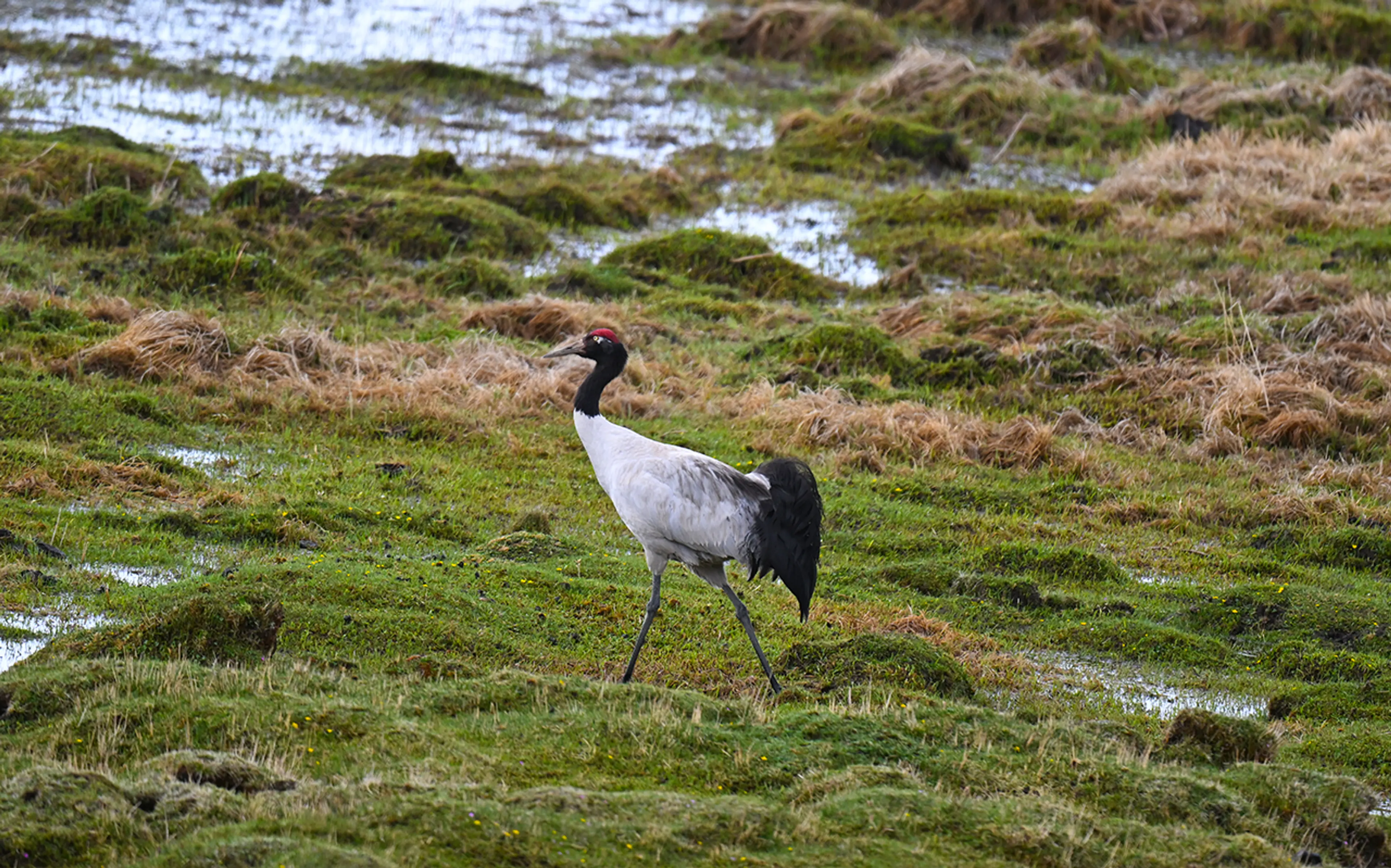 black-necked-crane-ruoergai.jpg