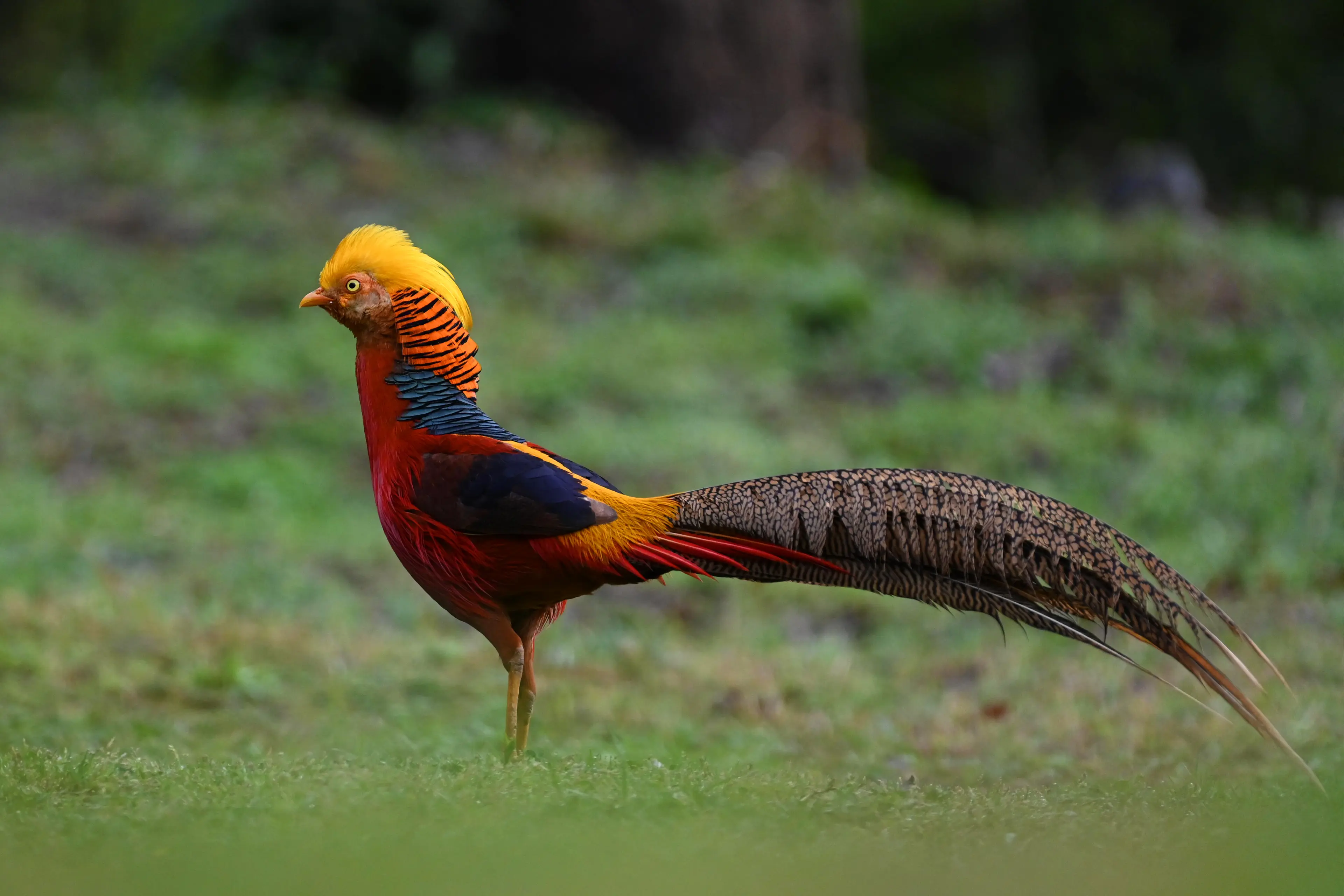 Golden pheasant at Sichuan