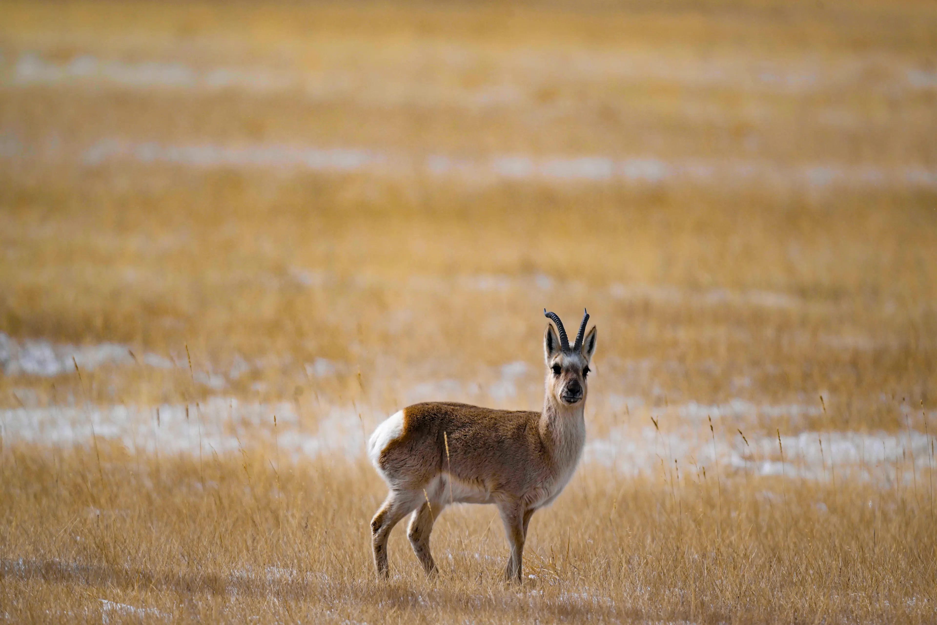 Tibetan gazelle at Hoh Xil