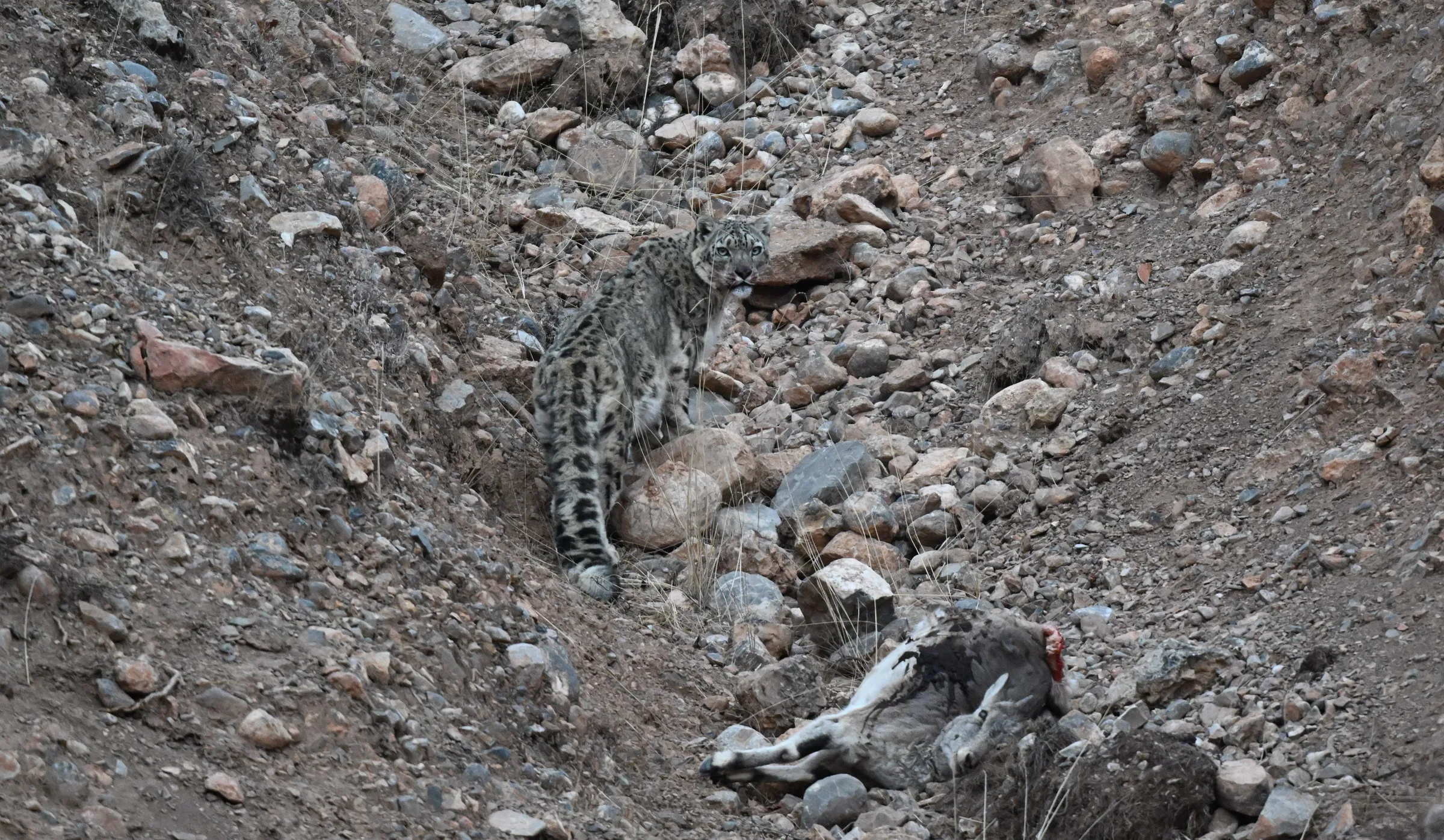 Snow leopard at Hoh Xil
