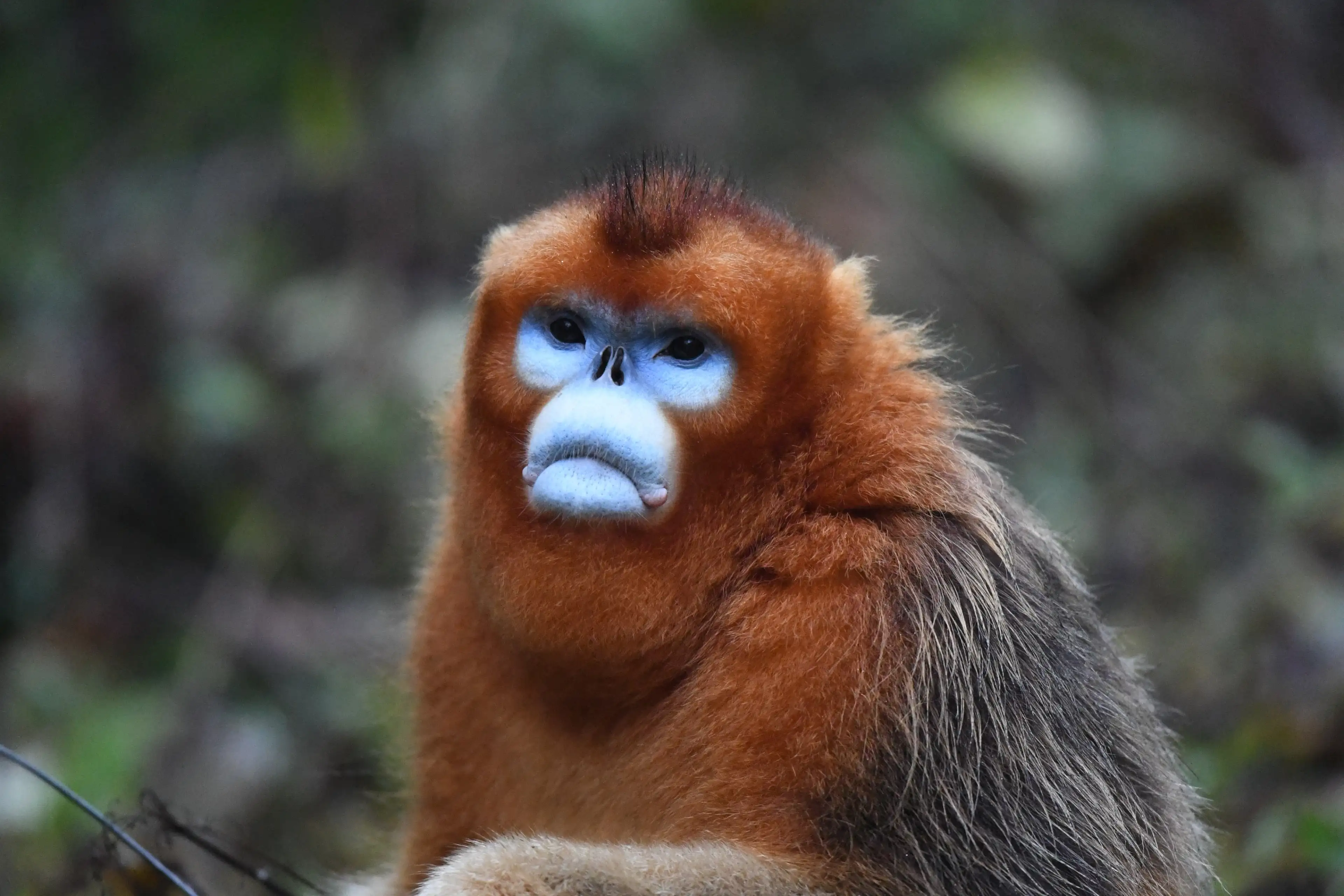 Golden snub-nosed monkey at Baihe, portrait
