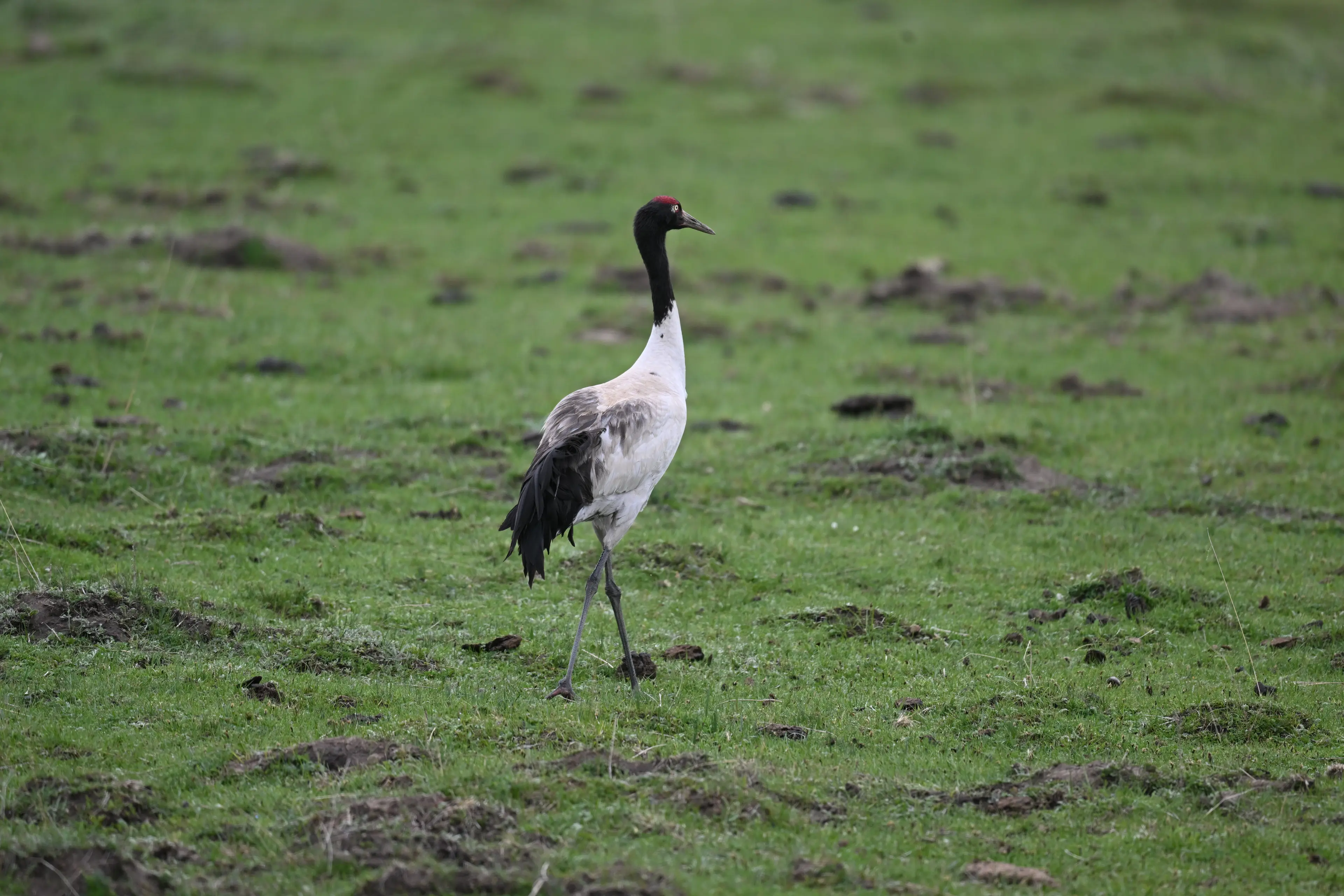 Black-necked crane at Sichuan (2)