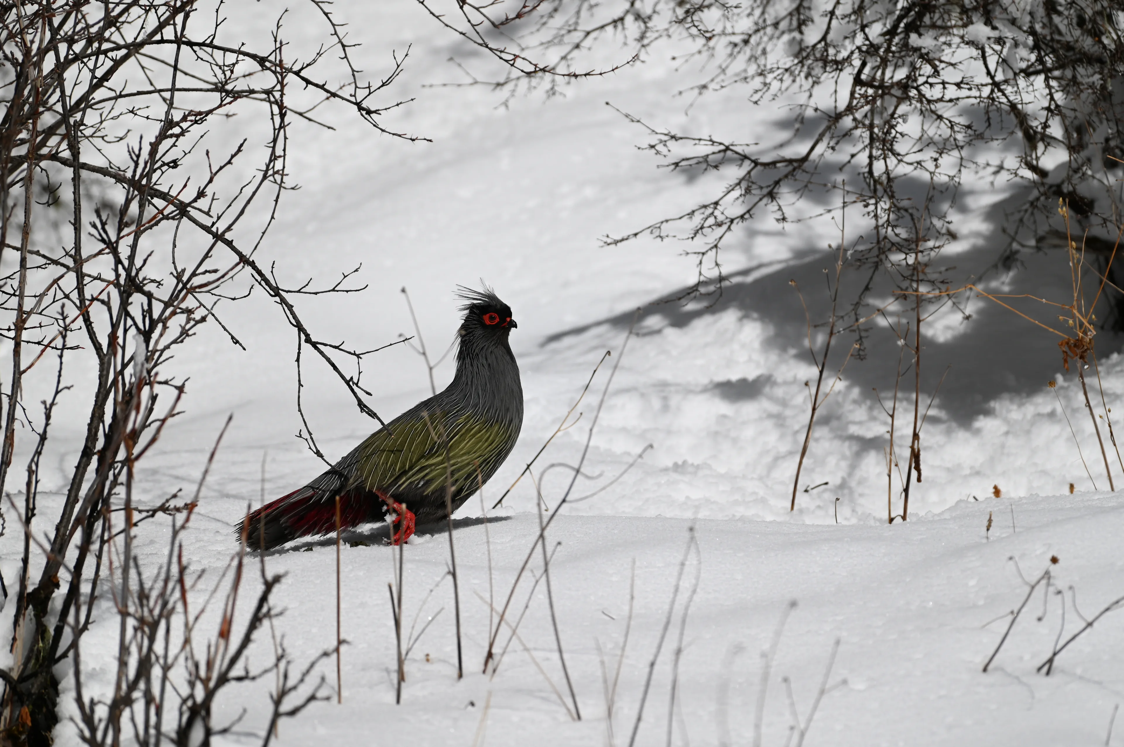 little blood pheasant walk in the snow