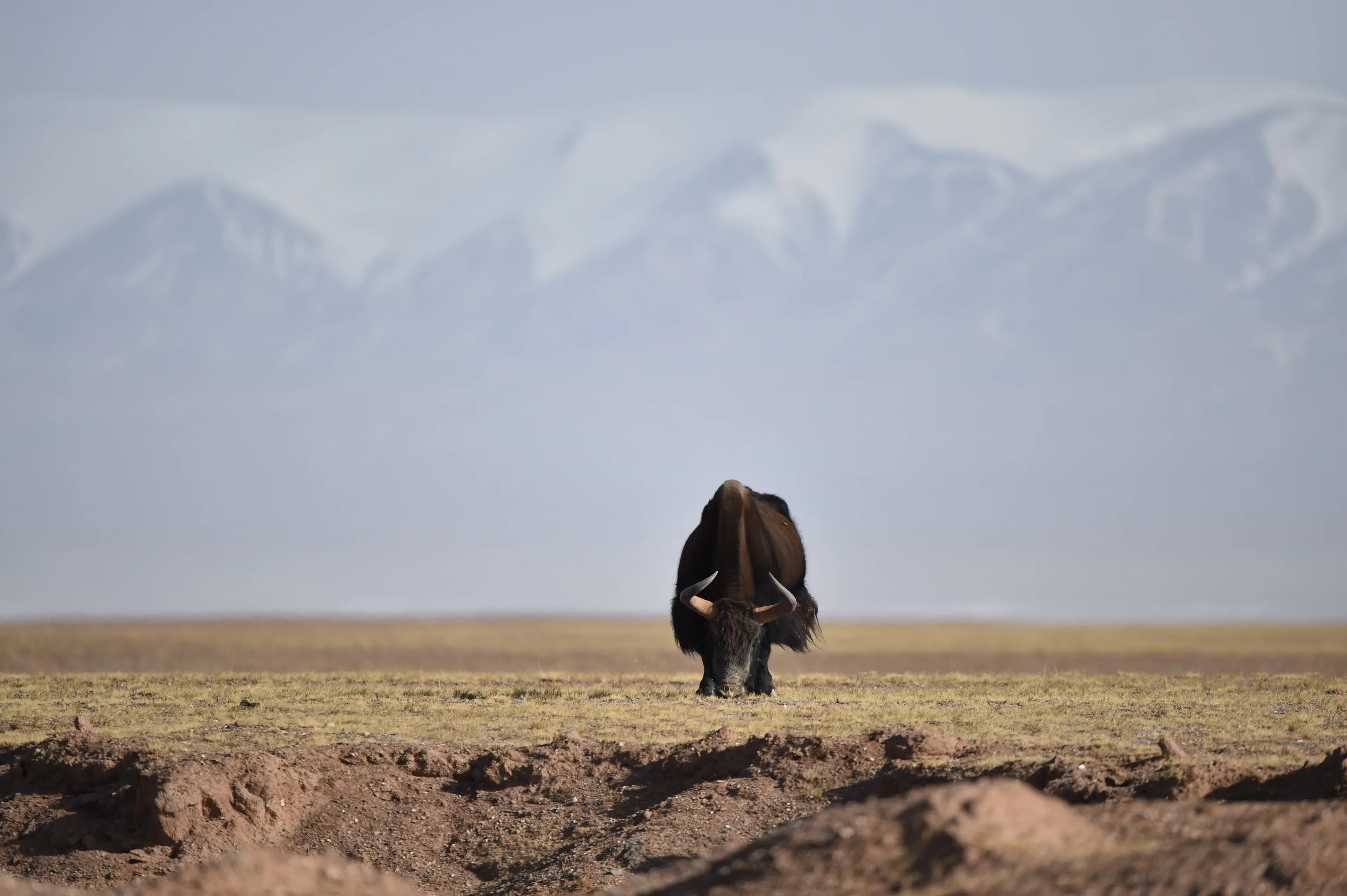 A wild yak  face to you