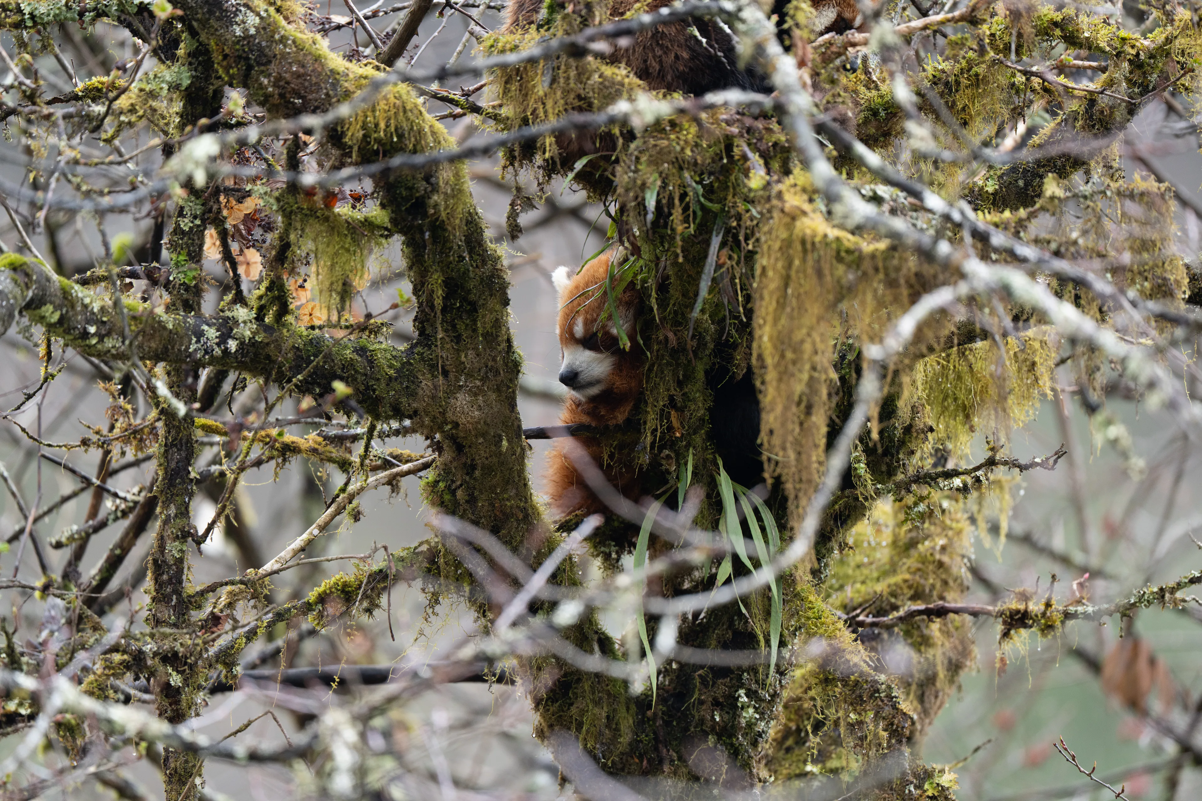 A red panda nestled among mossy branches in the Labahe forest canopy.