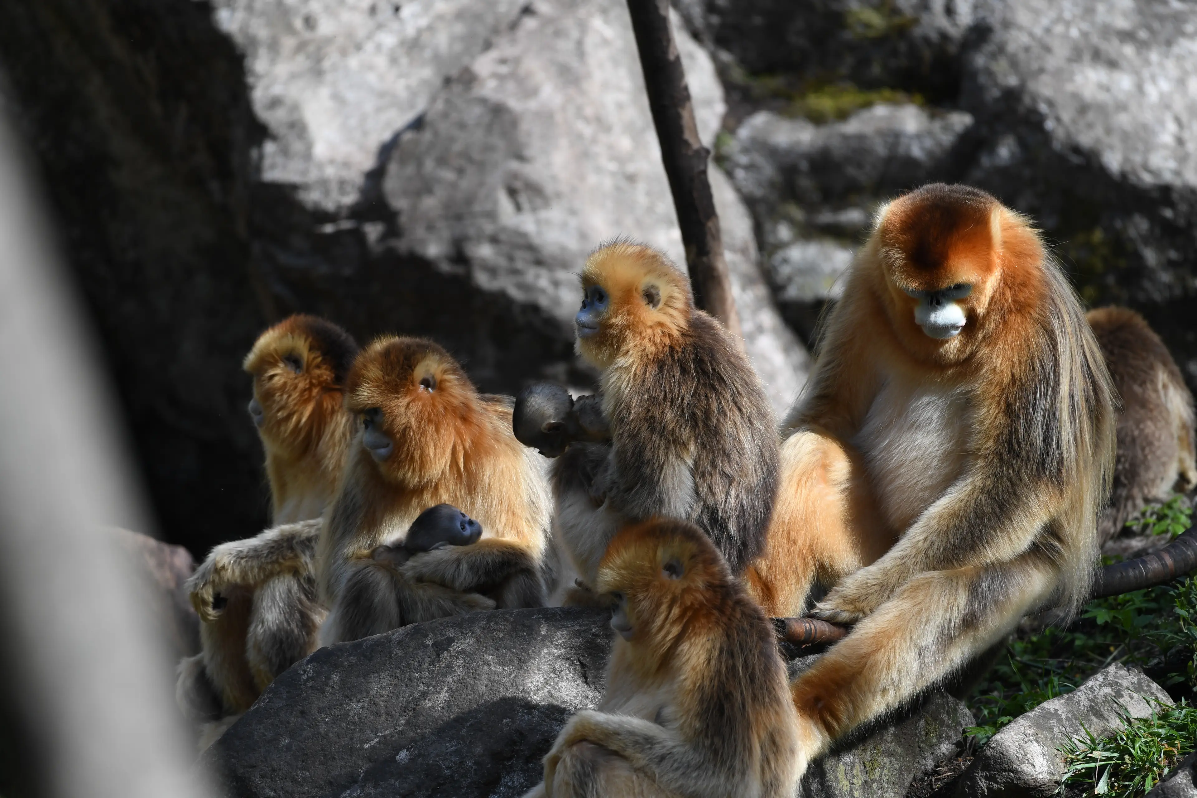Golden snub-nosed monkey at Baihe, family