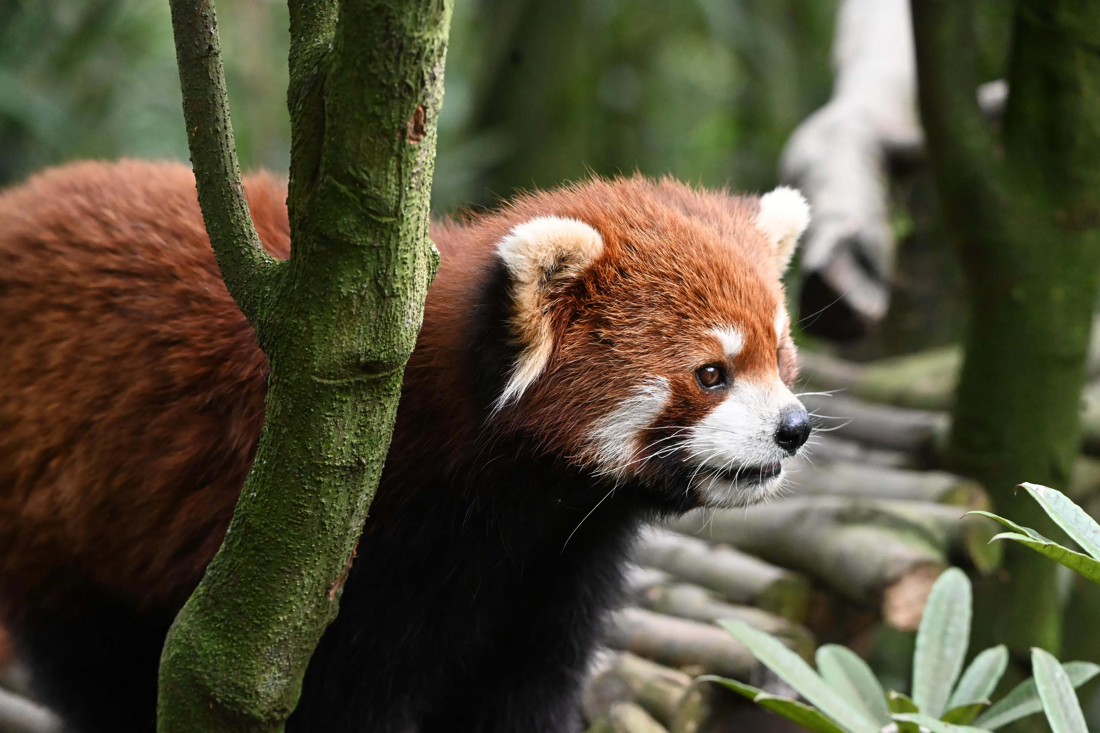 Red panda at Chengdu, portrait