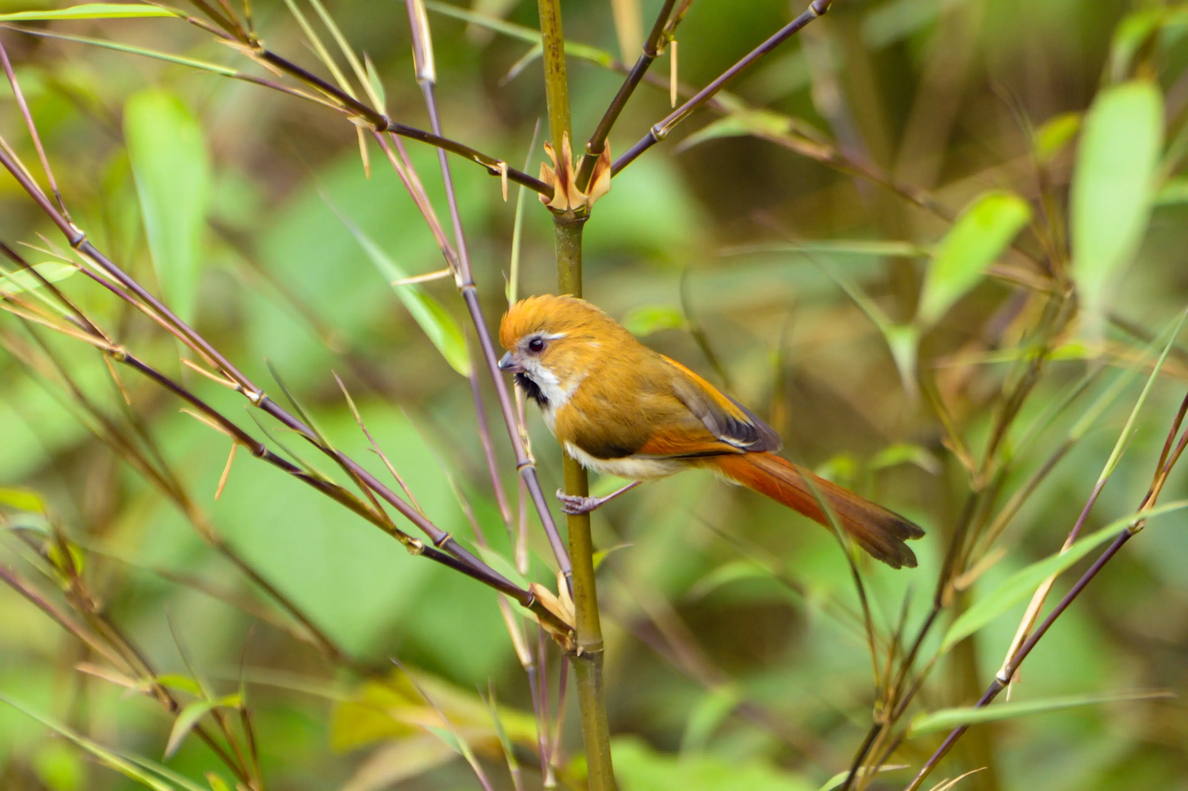 golden-parrotbill-sichuan.jpg