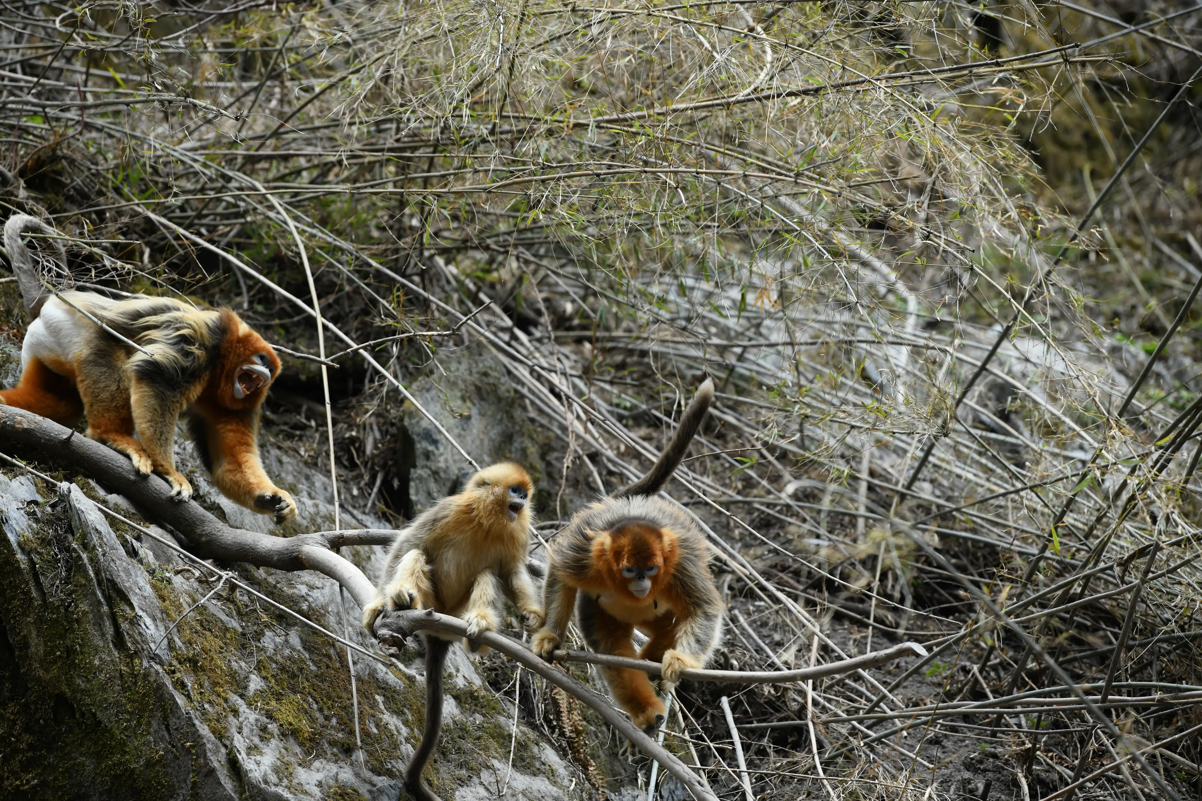 Golden snub-nosed monkey at Jiajinshan