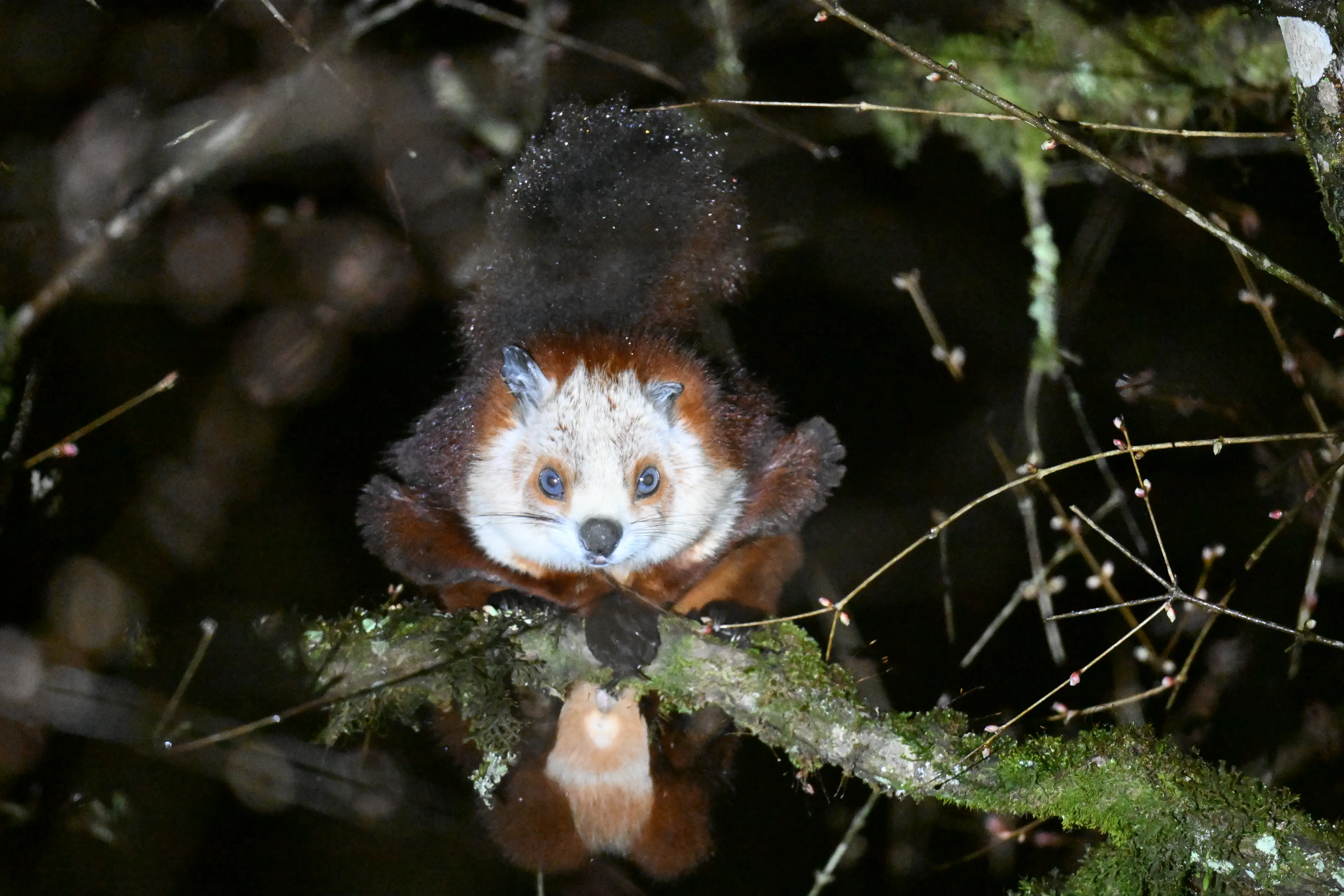Flying squirrel at Sichuan, in flight