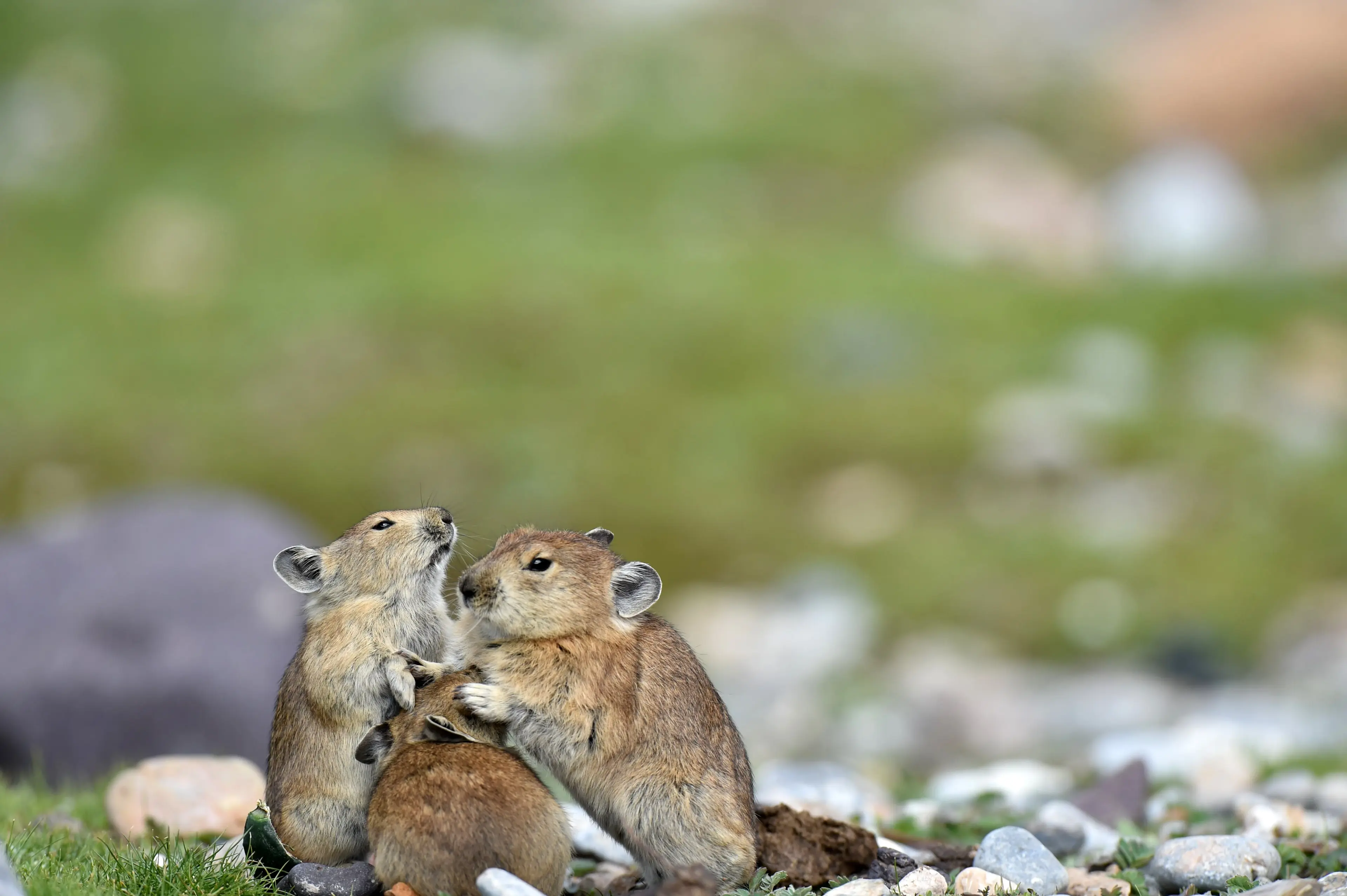 plateau-pika-ruoergai.jpg