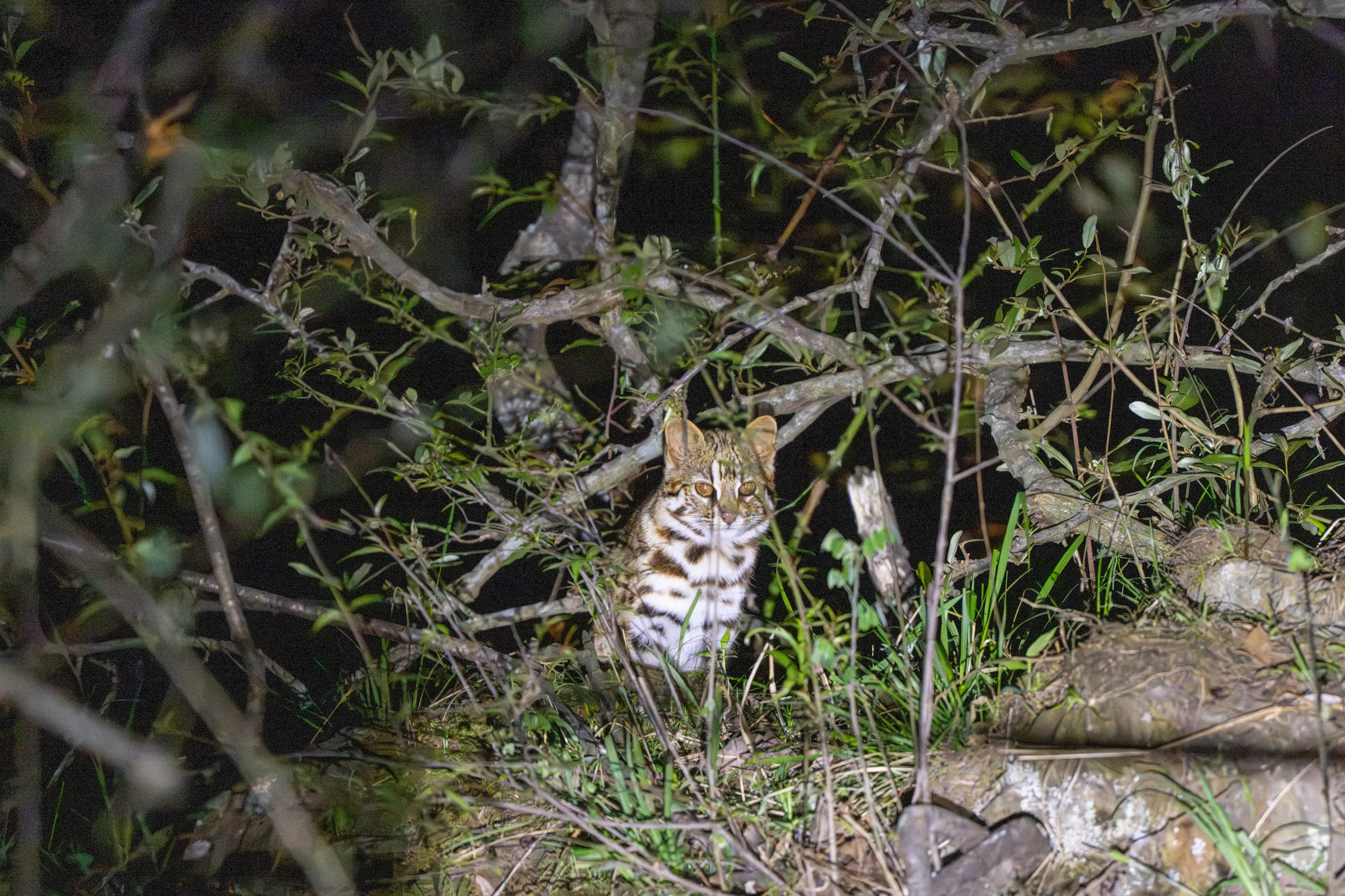 Leopard cat at Sichuan, night
