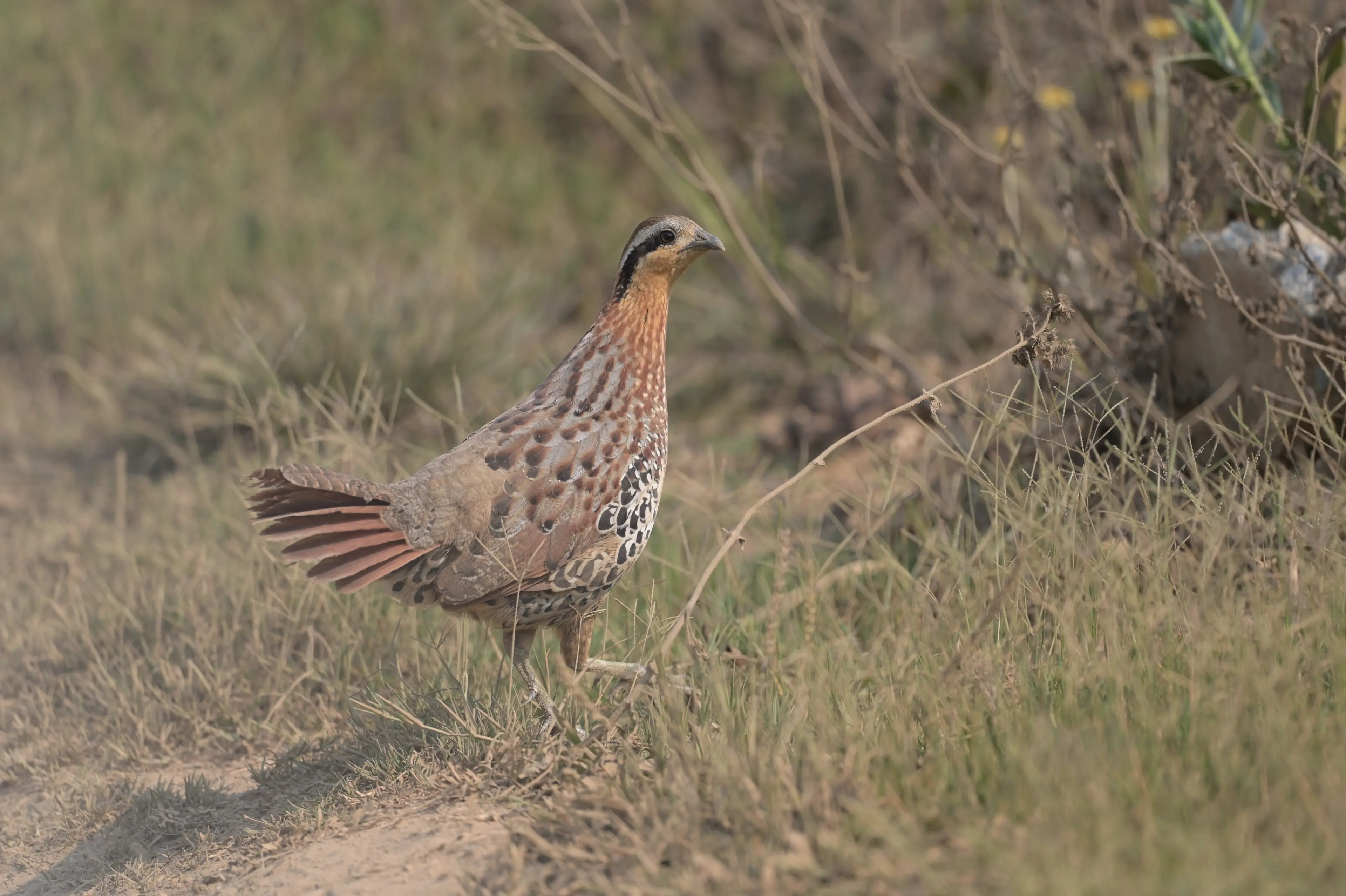 Mountain bamboo partridge at Yunnan