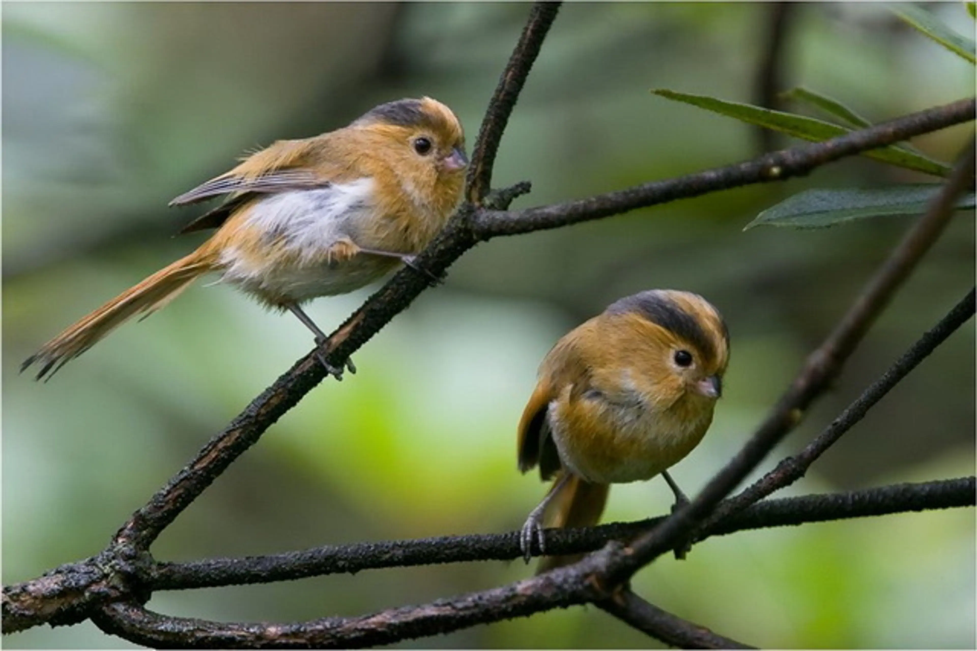 Parrotbill at Sichuan (2)