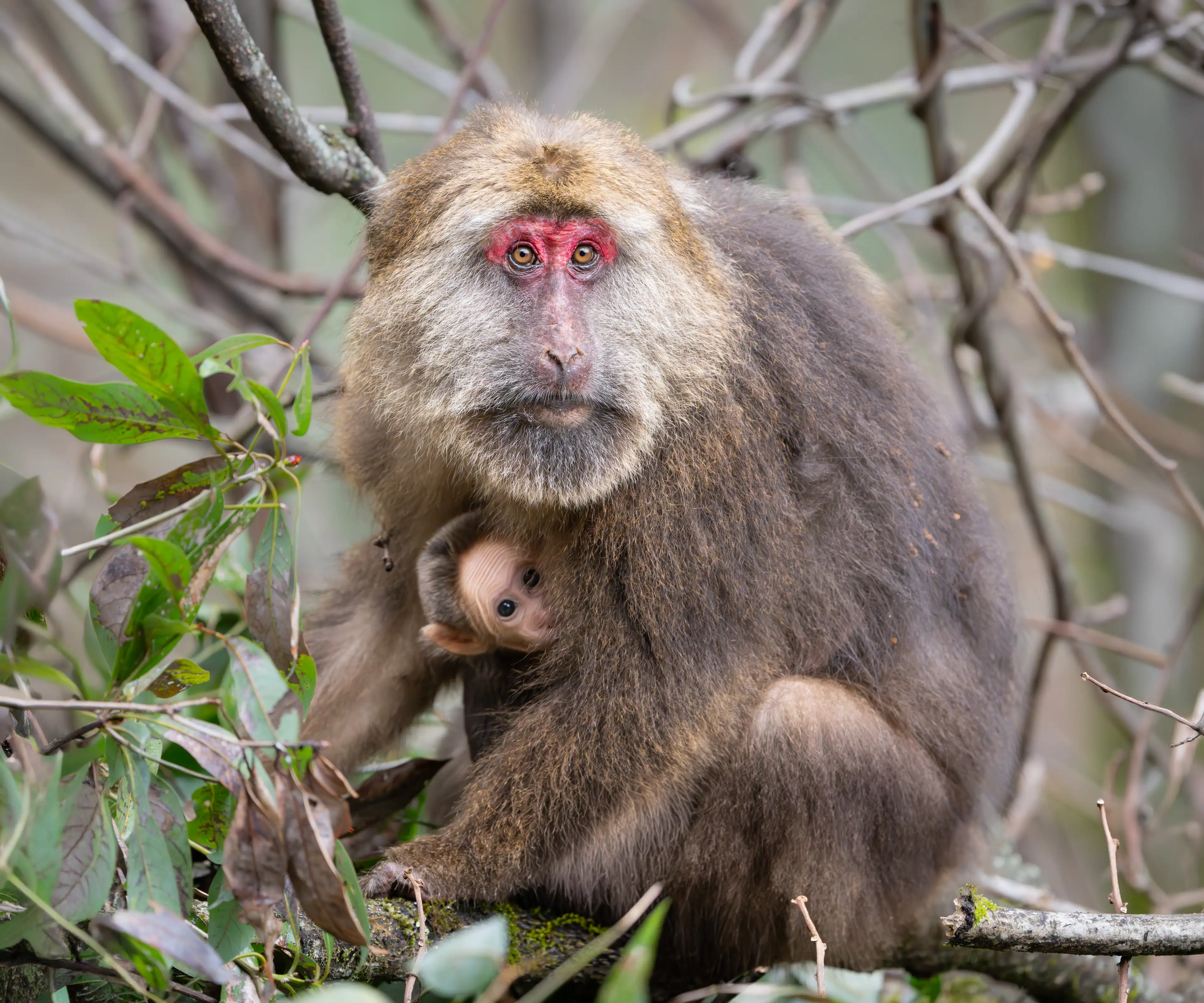 Tibetan macaque at Labahe, family