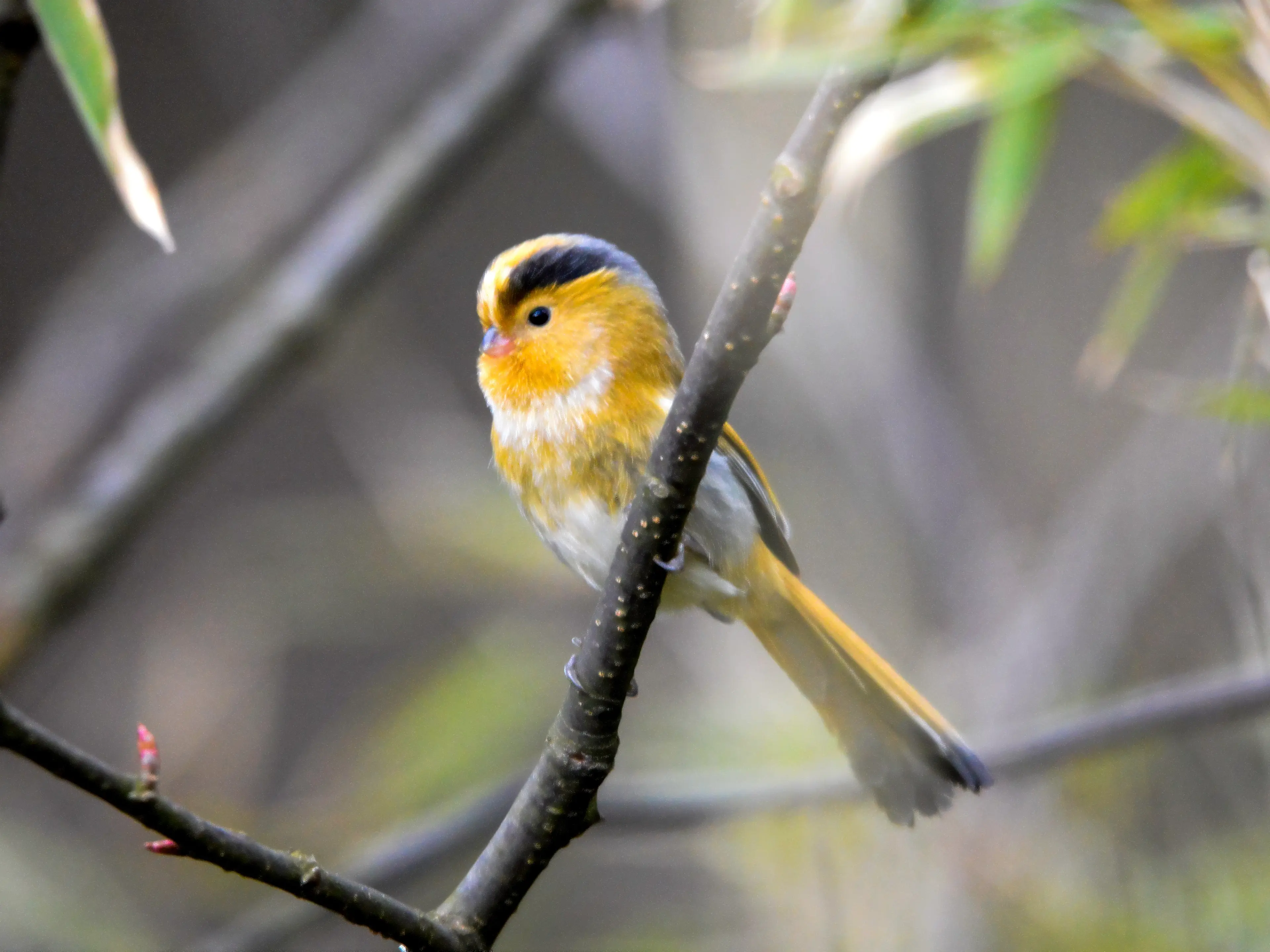 fulvous-parrotbill-sichuan.jpg
