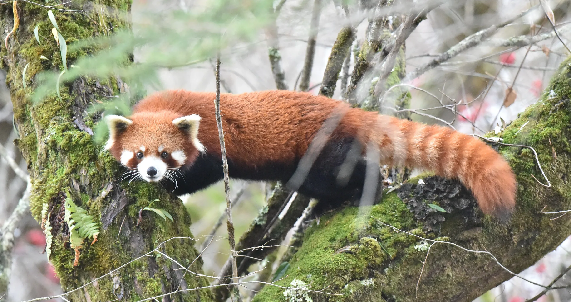 Red panda at Labahe