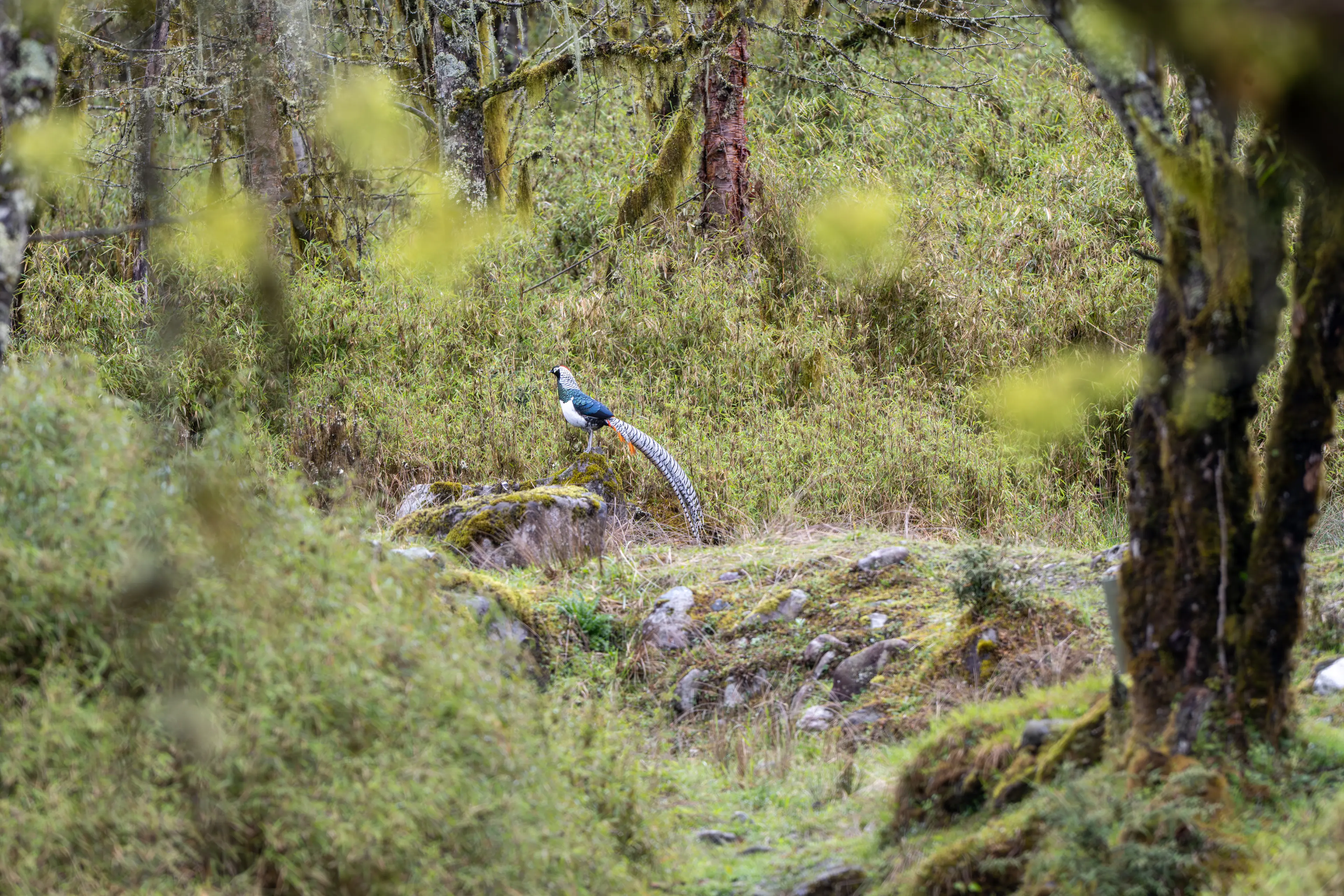 Lady Amherst's pheasant at Sichuan