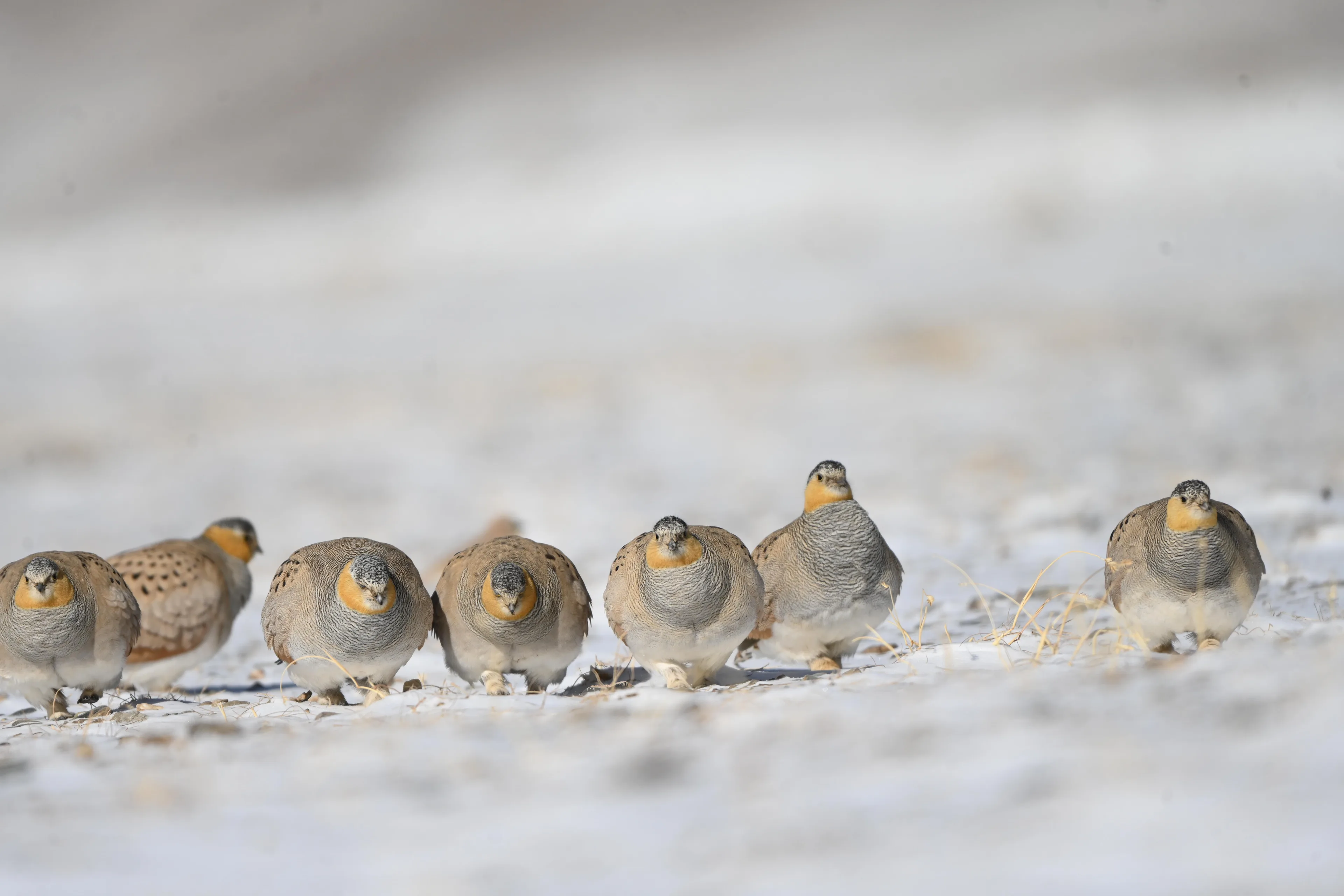 a flock of sandgrouse on the snow 