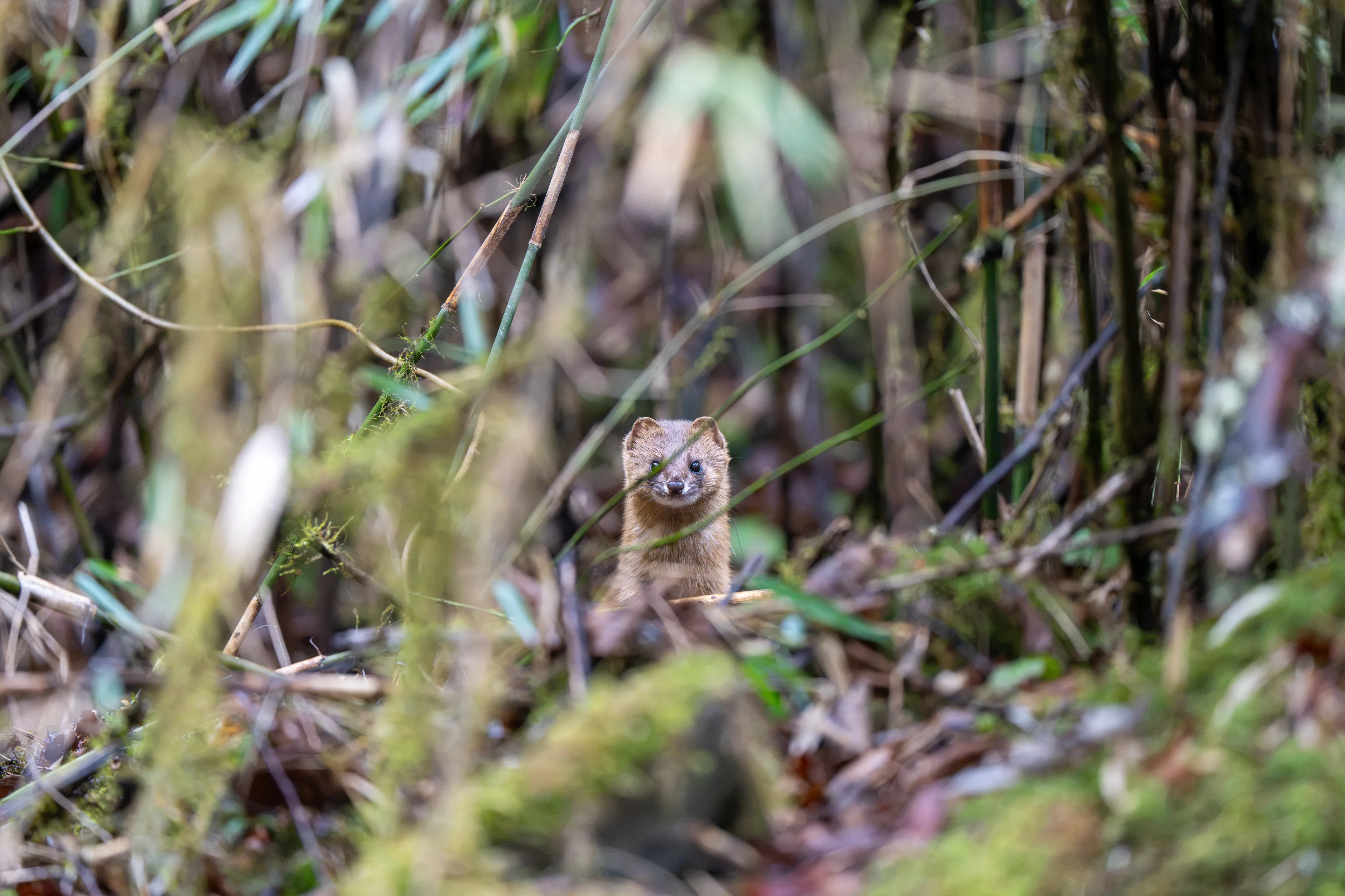 Siberian weasel watching carefully from dense forest vegetation in Sichuan.