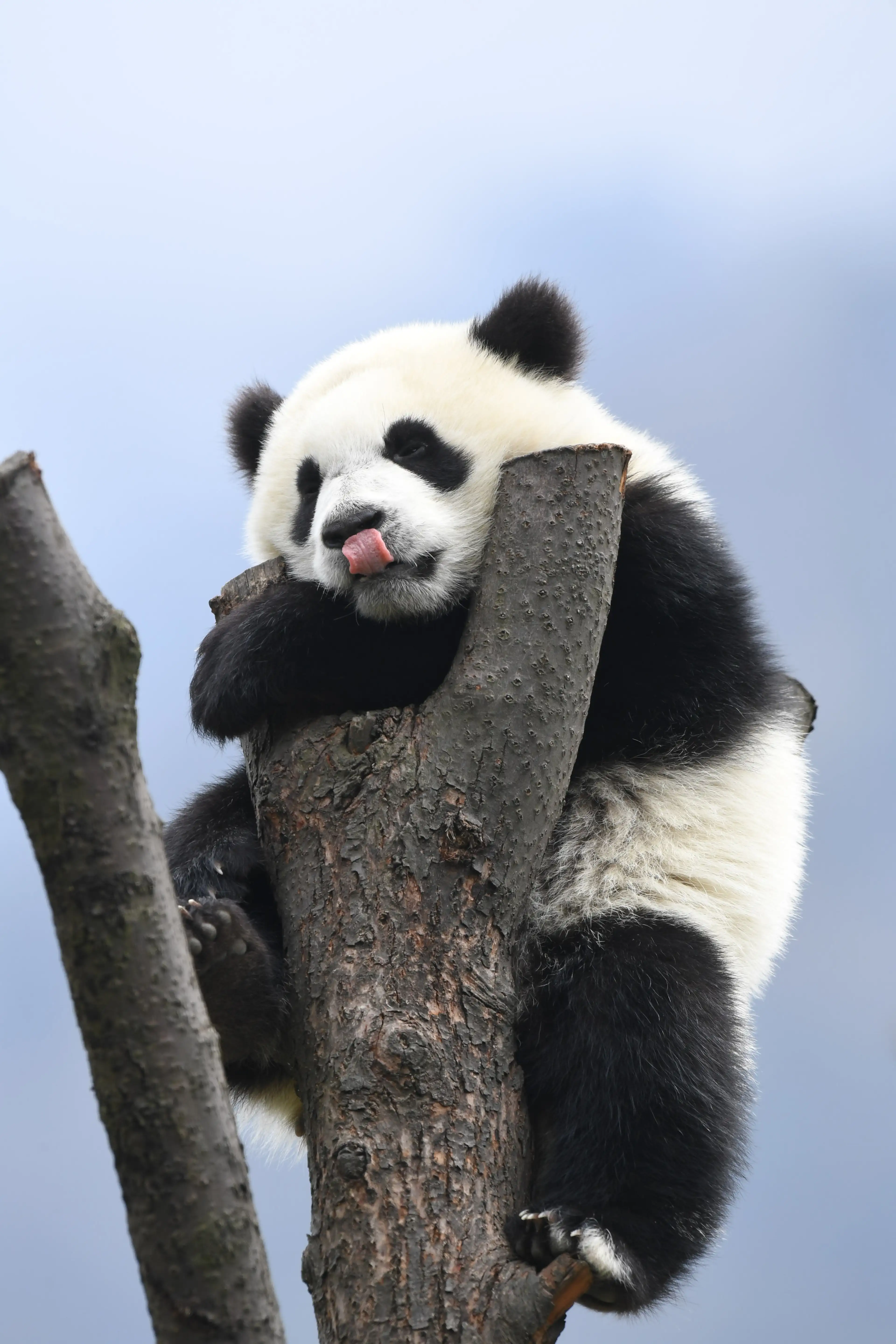 Giant panda at Wolong, climbing