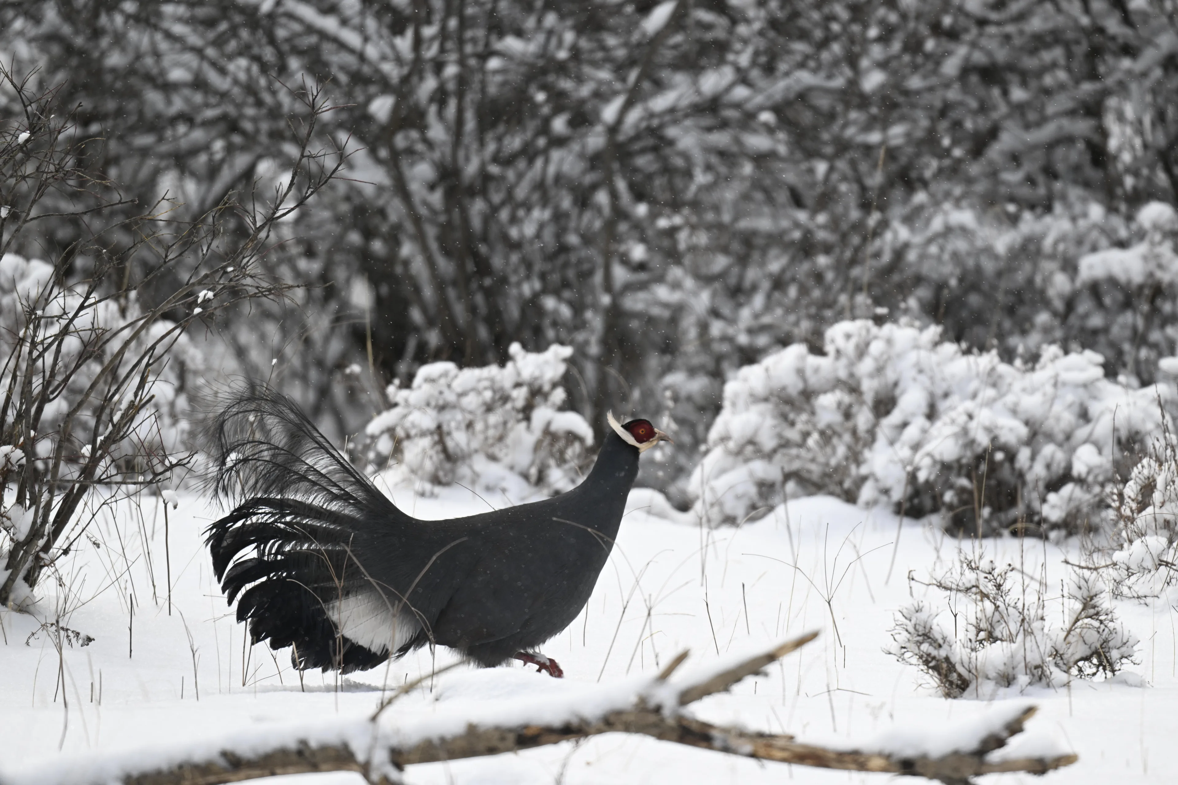blue eared pheasant walking on the snow grass