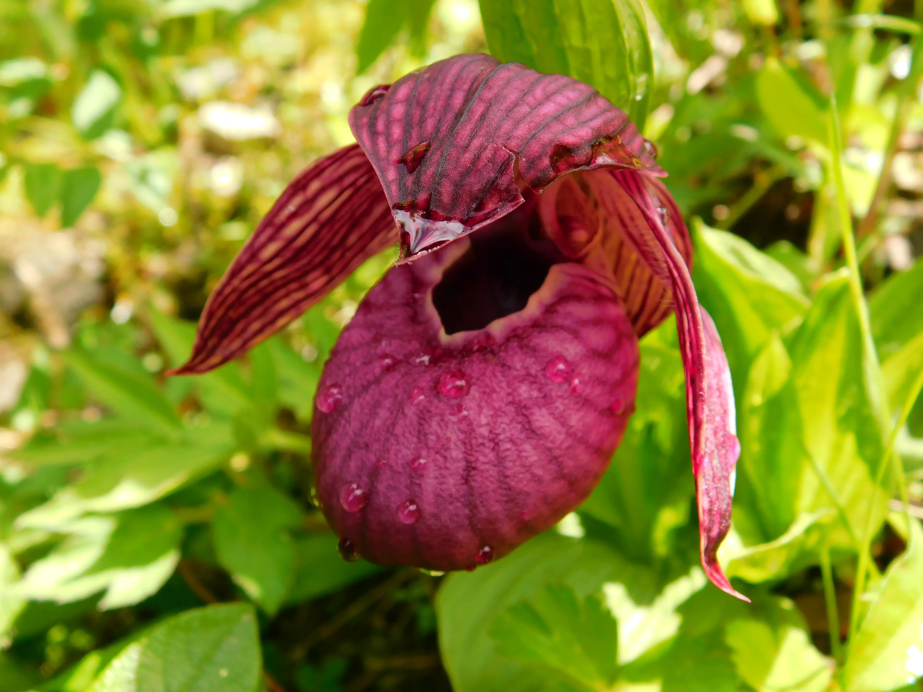 Wild orchid at Sichuan (4)