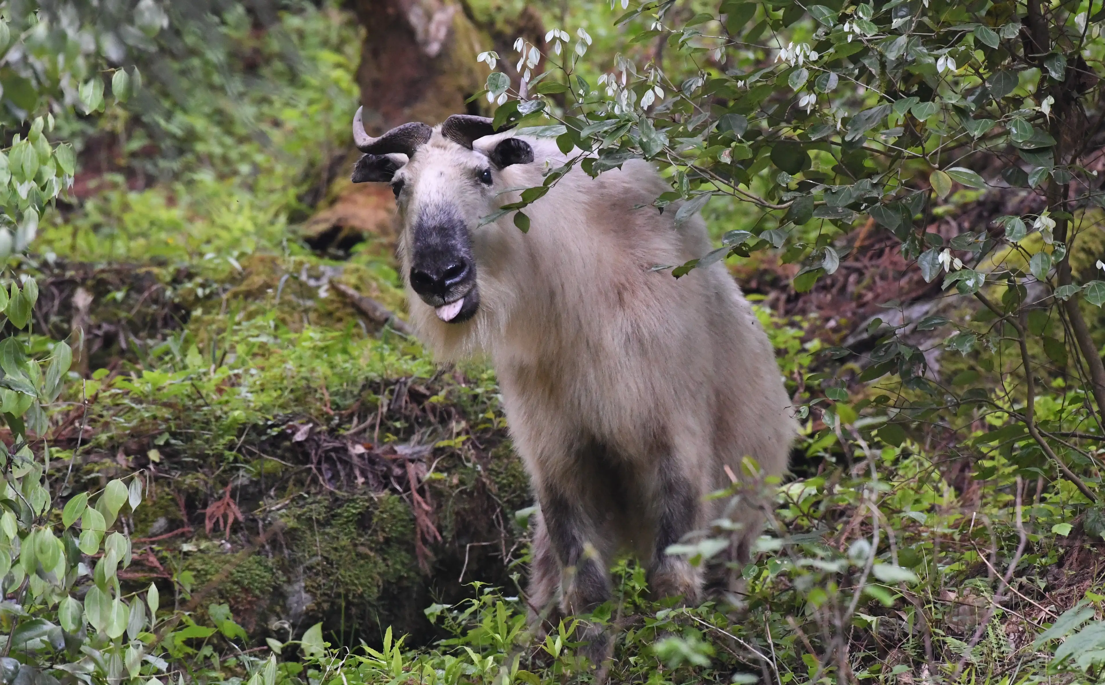 sichuan takin in tangjiahe