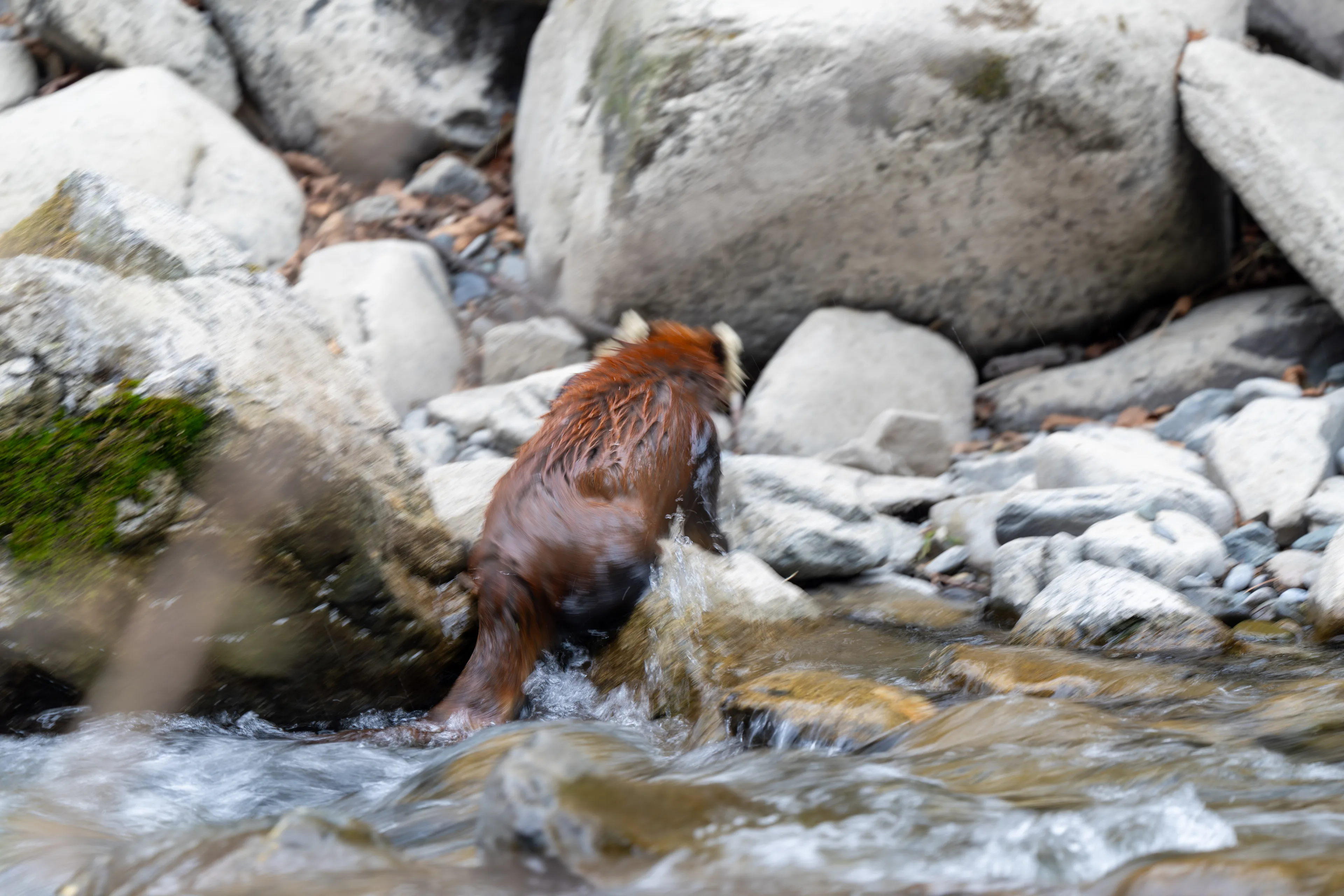 Wet red panda climbing from a mountain stream onto grey river rocks.