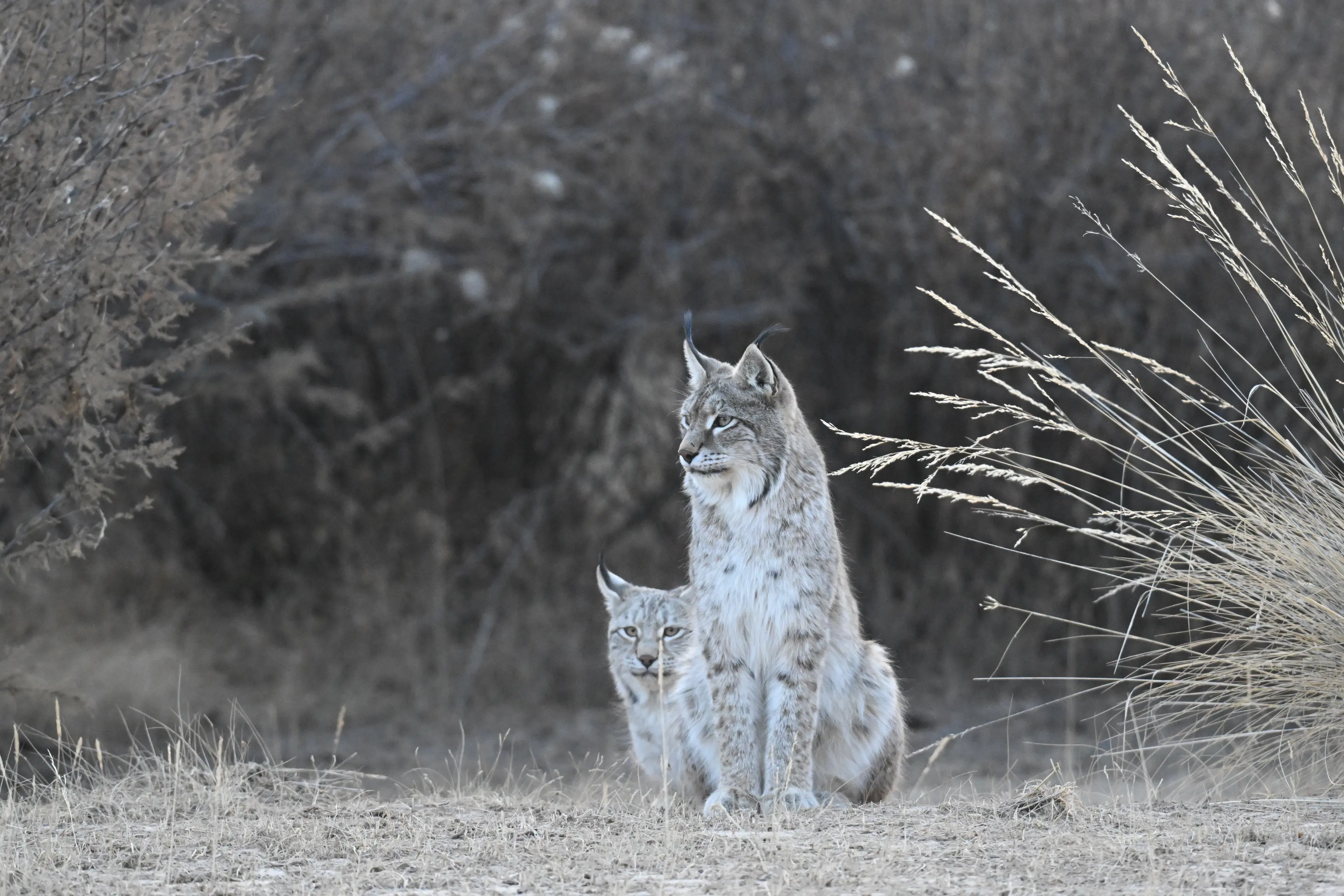 Lynx at Qinghai