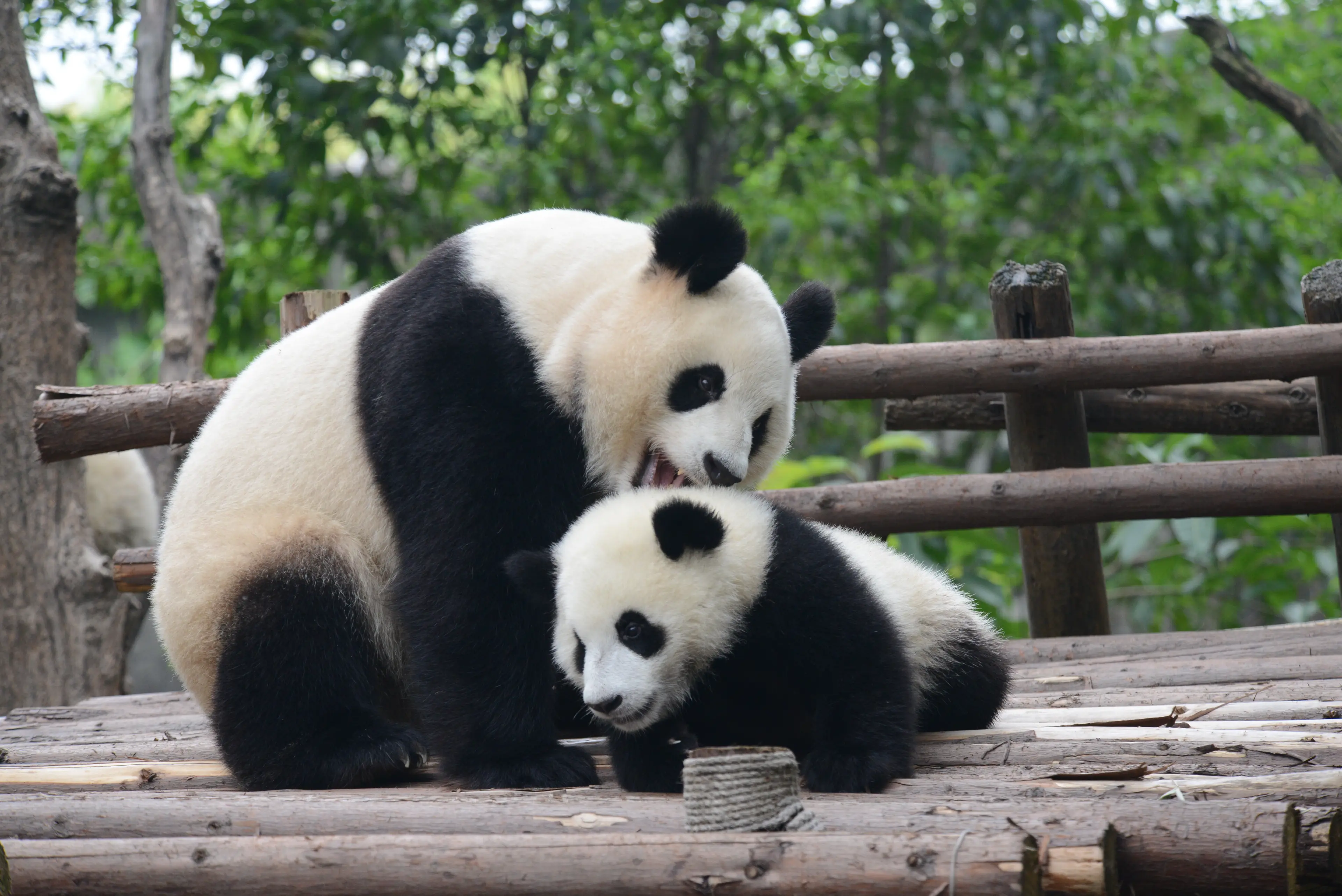 Giant panda at Chengdu, juvenile (4)