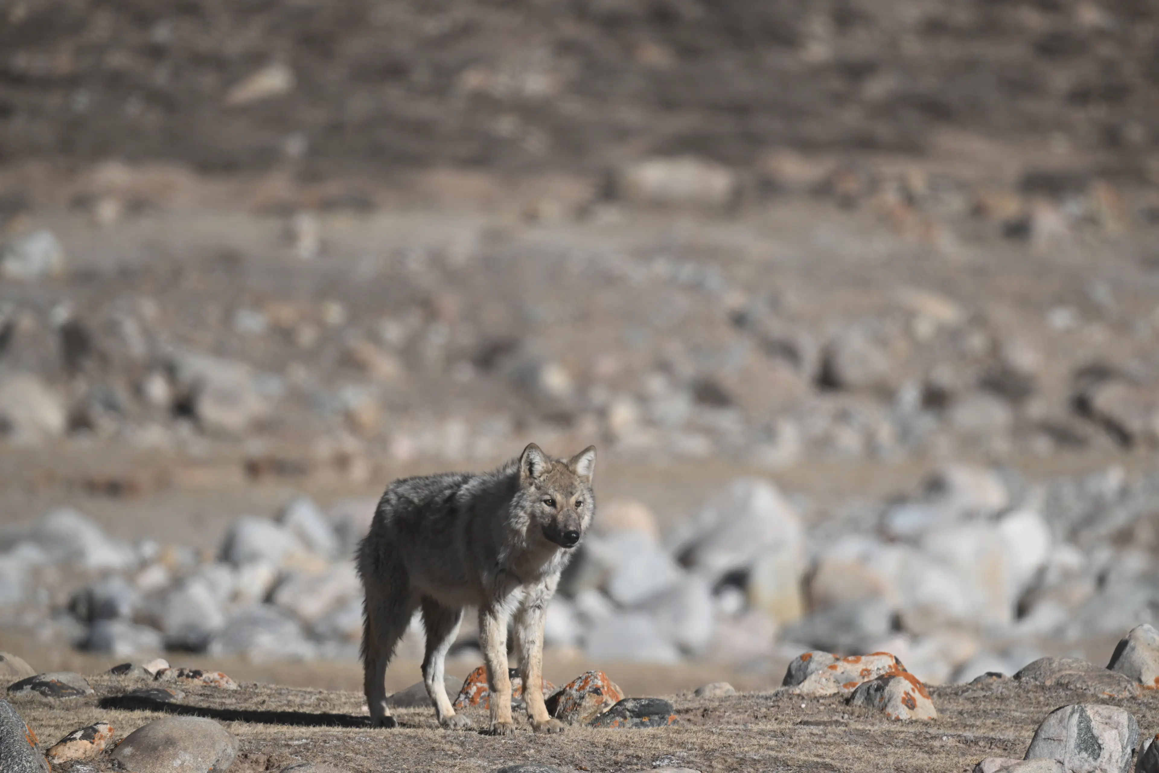 Tibetan wolf at Hoh Xil