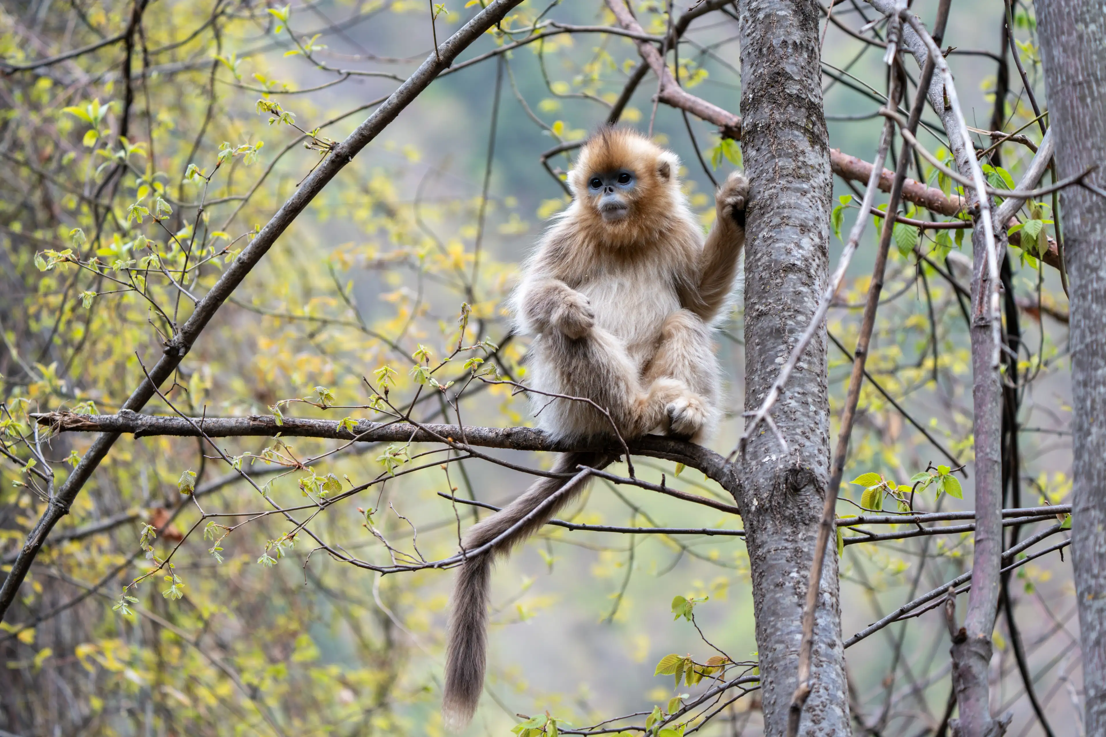 Golden snub-nosed monkey at Sichuan