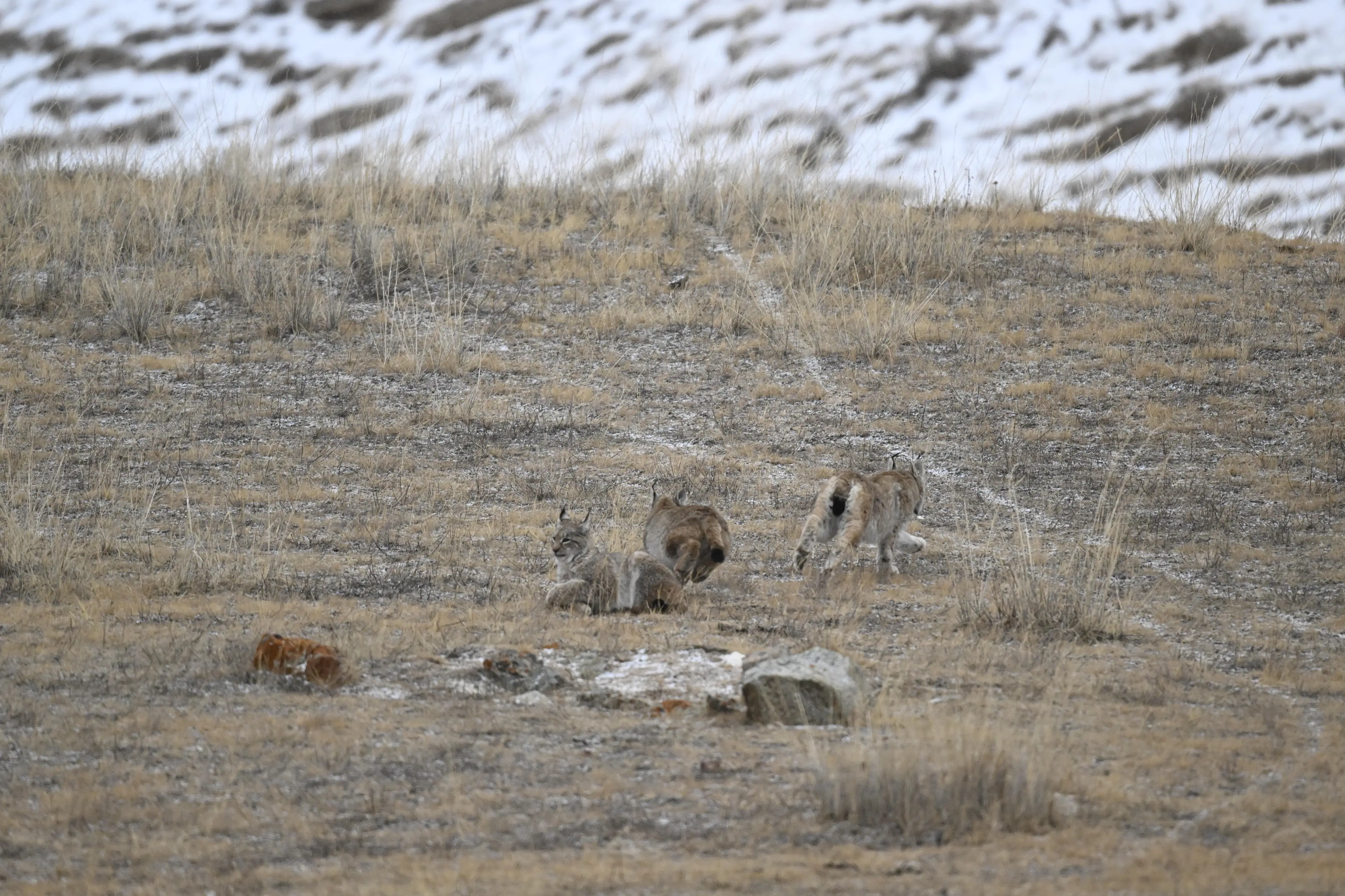 Eurasian lynx at Hoh Xil