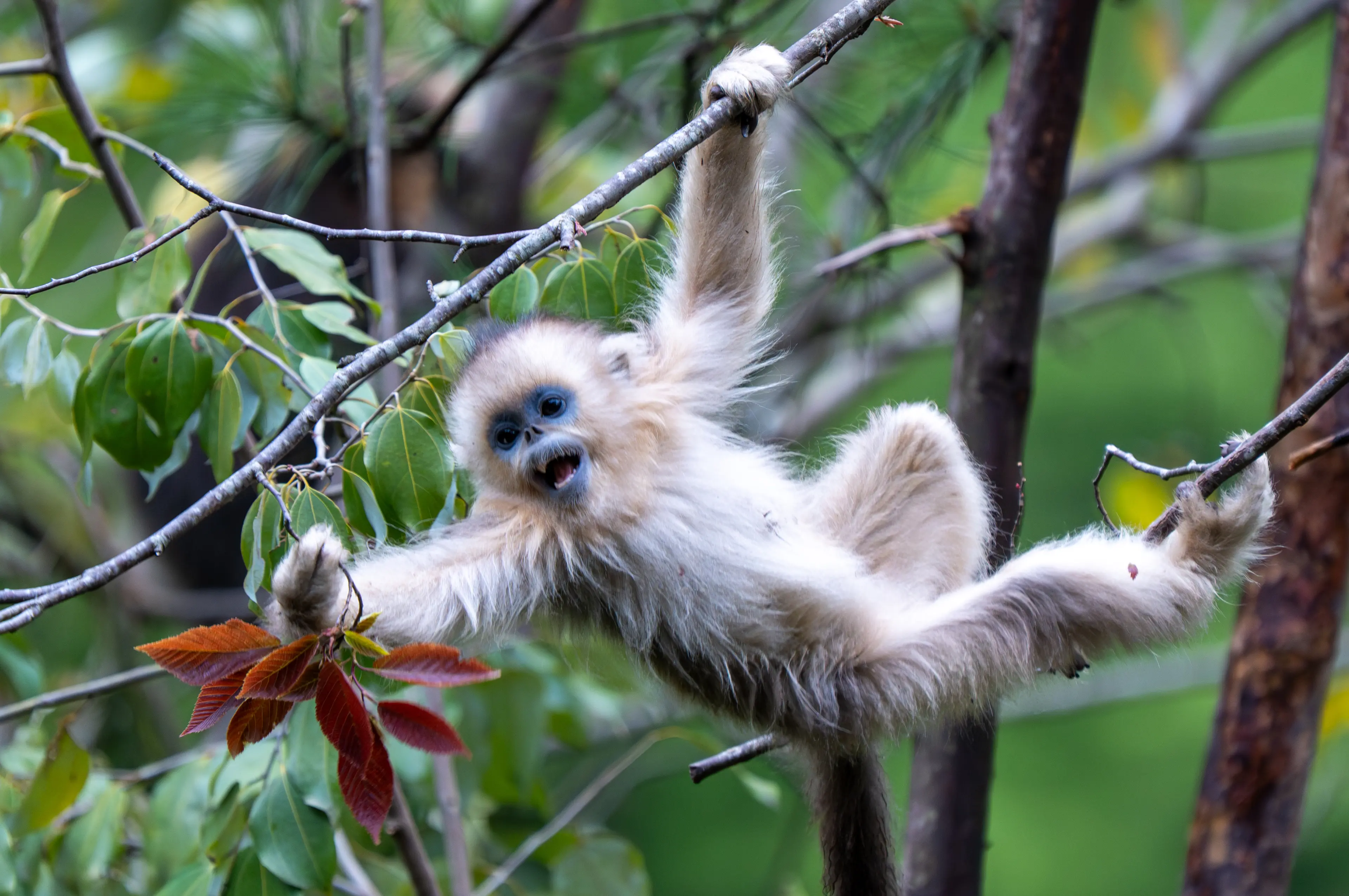Golden snub-nosed monkey at Sichuan