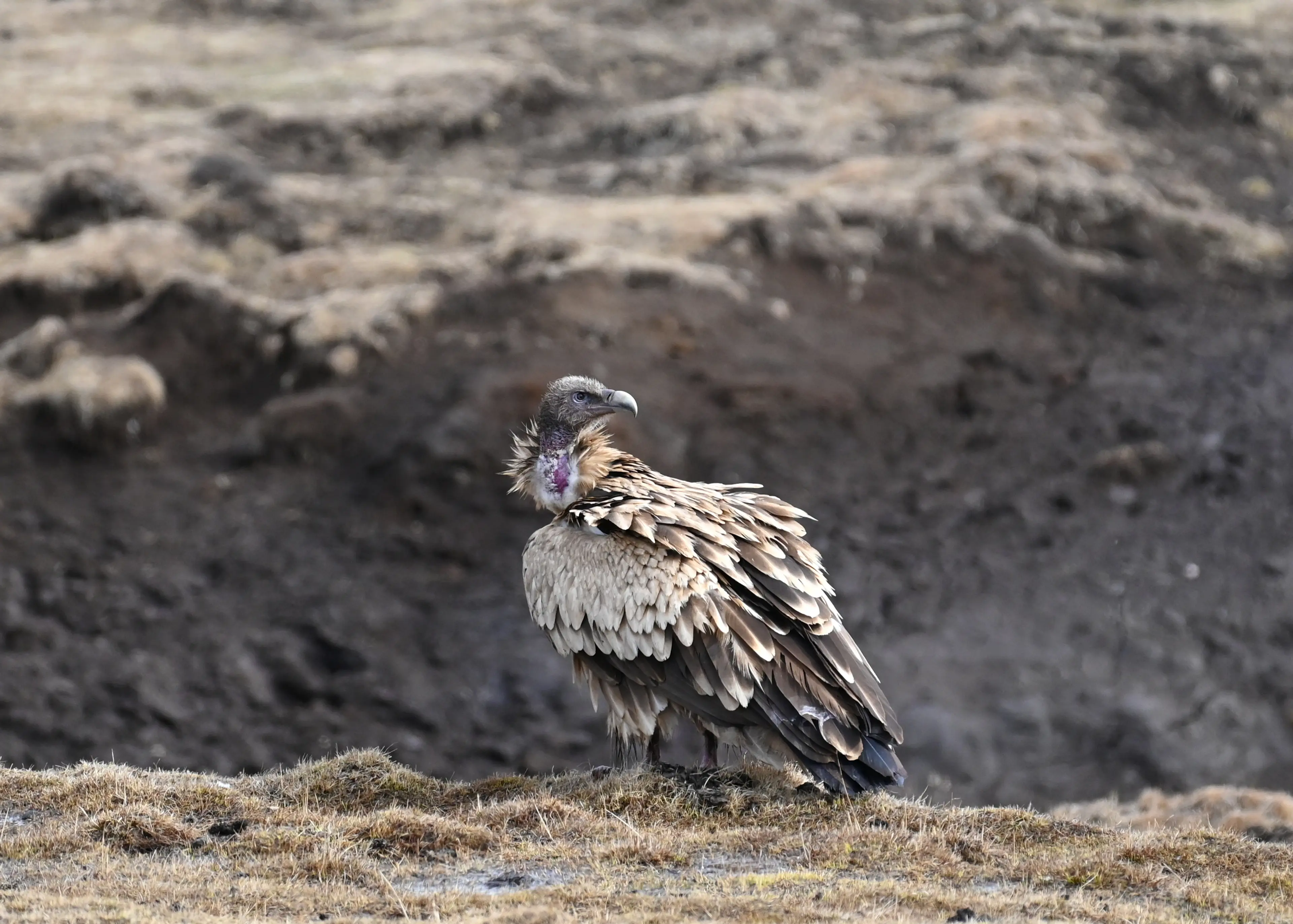 Vulture at Hoh Xil