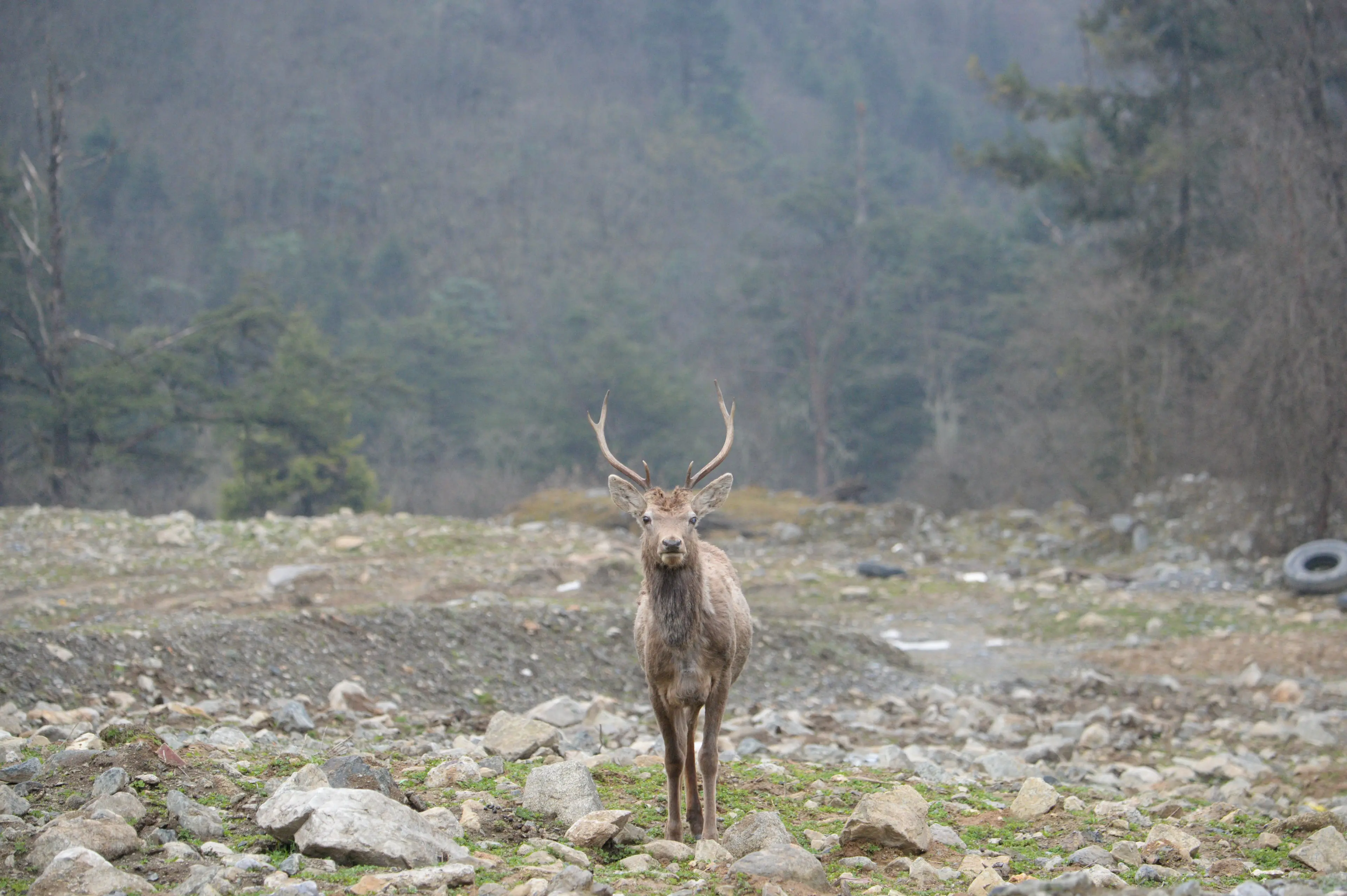 Red deer at Sichuan
