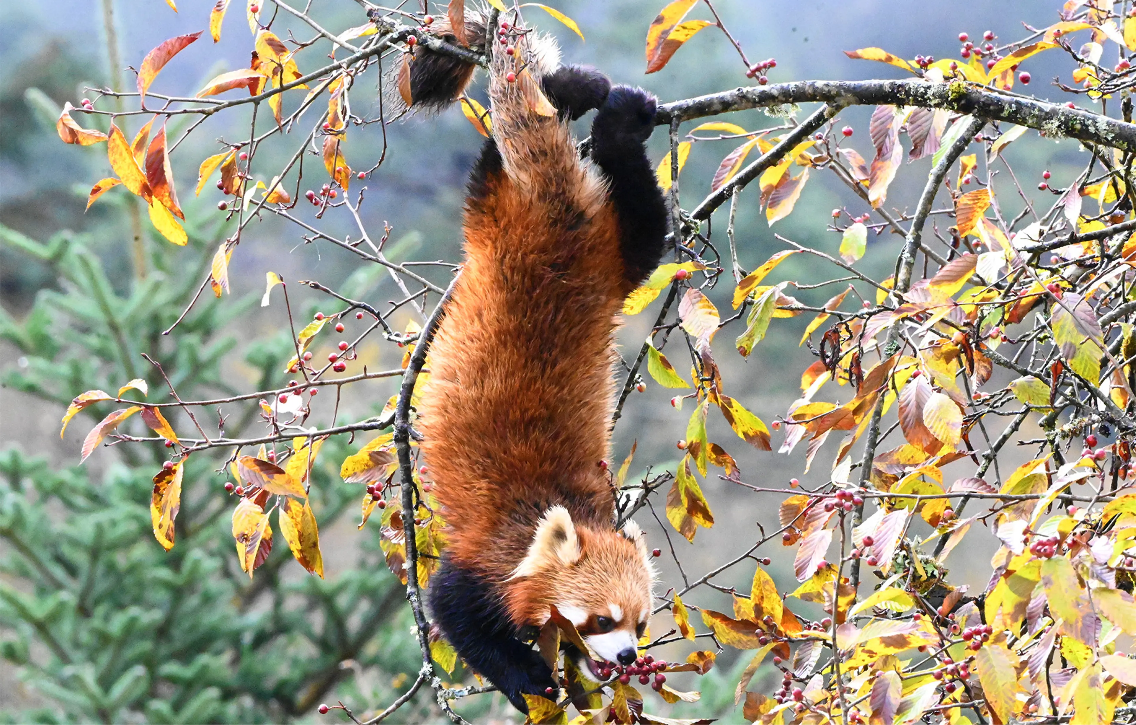 Red panda at Labahe, autumn