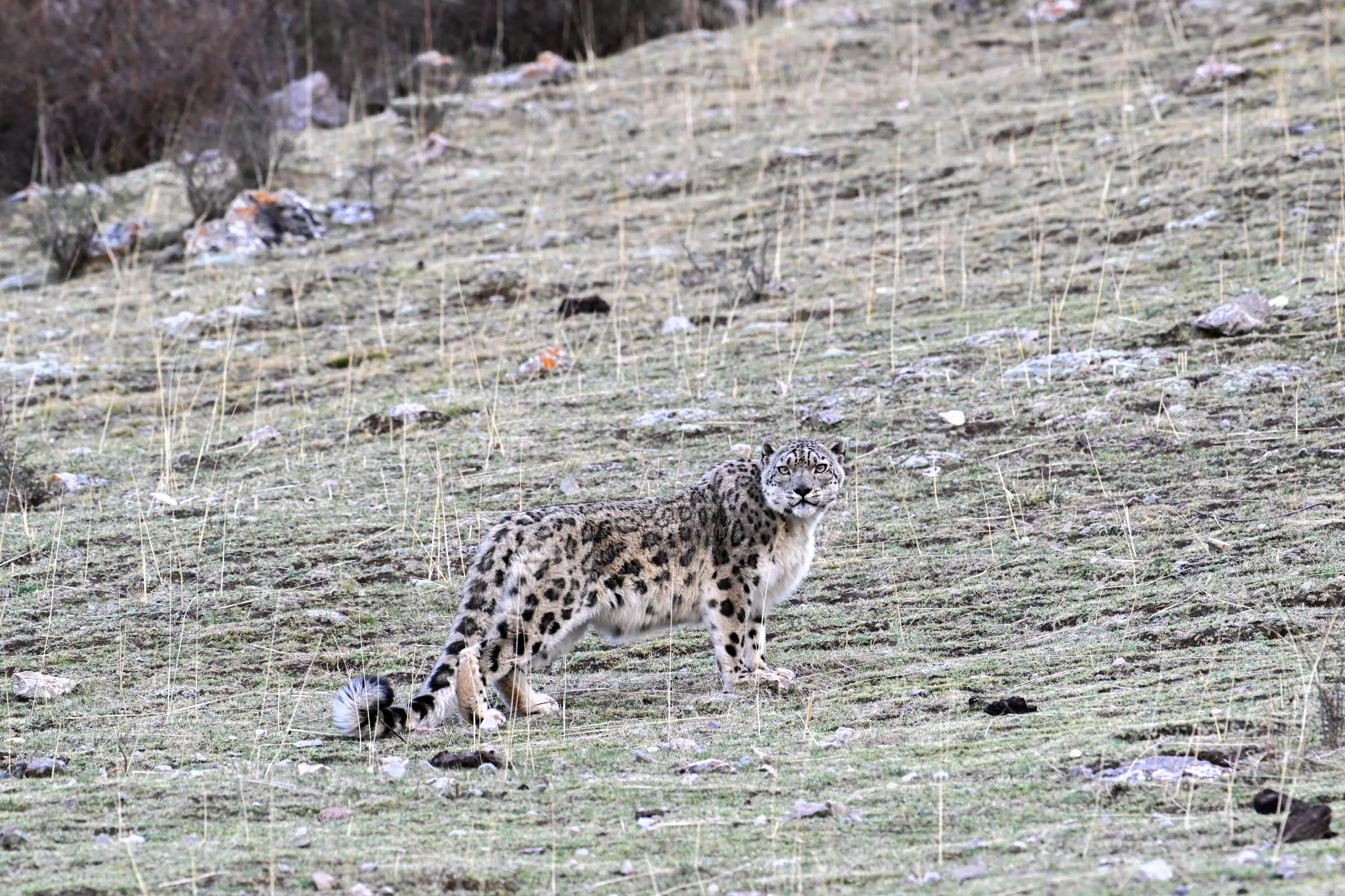 Snow leopard at Qinghai