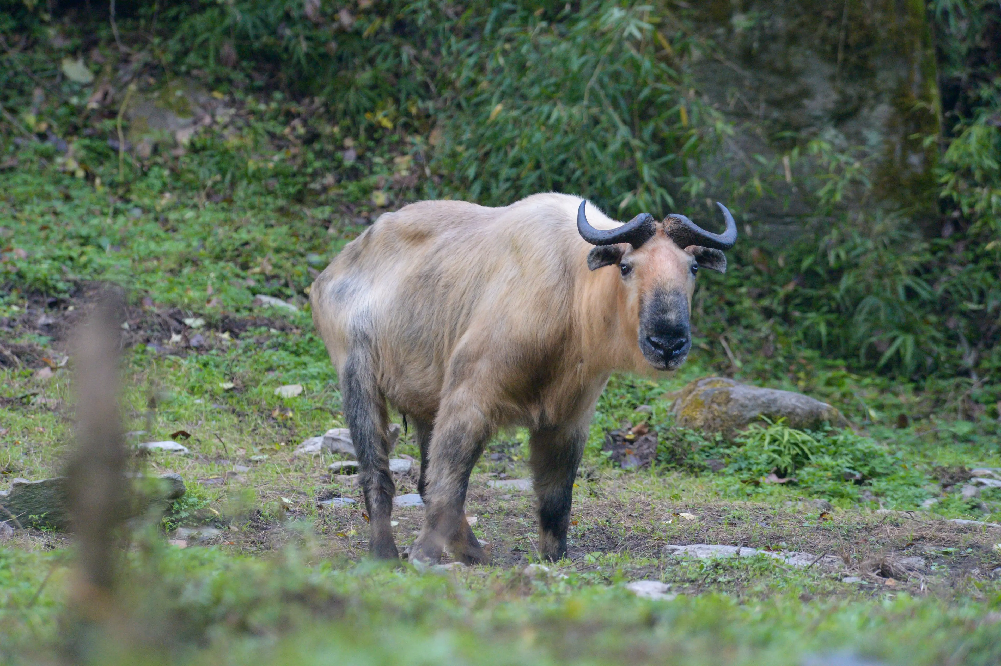 Sichuan takin at Tangjiahe