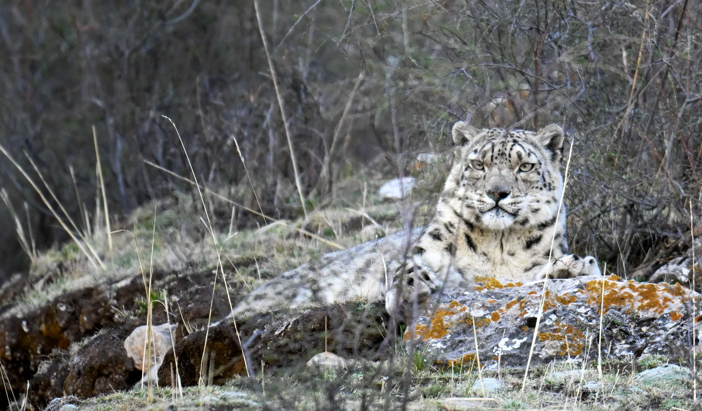 Snow leopard at Qinghai, landscape