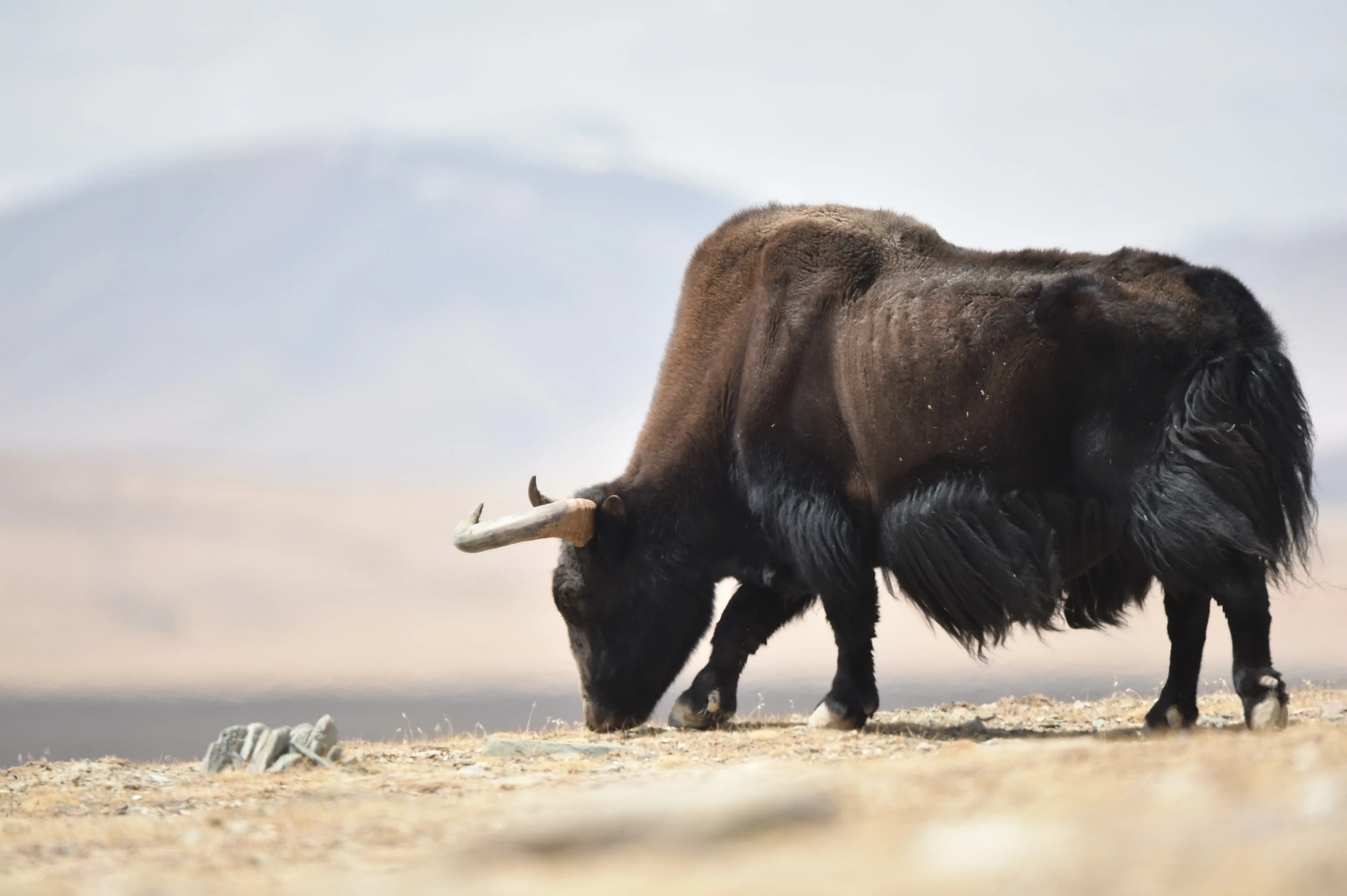 A huge wild yak