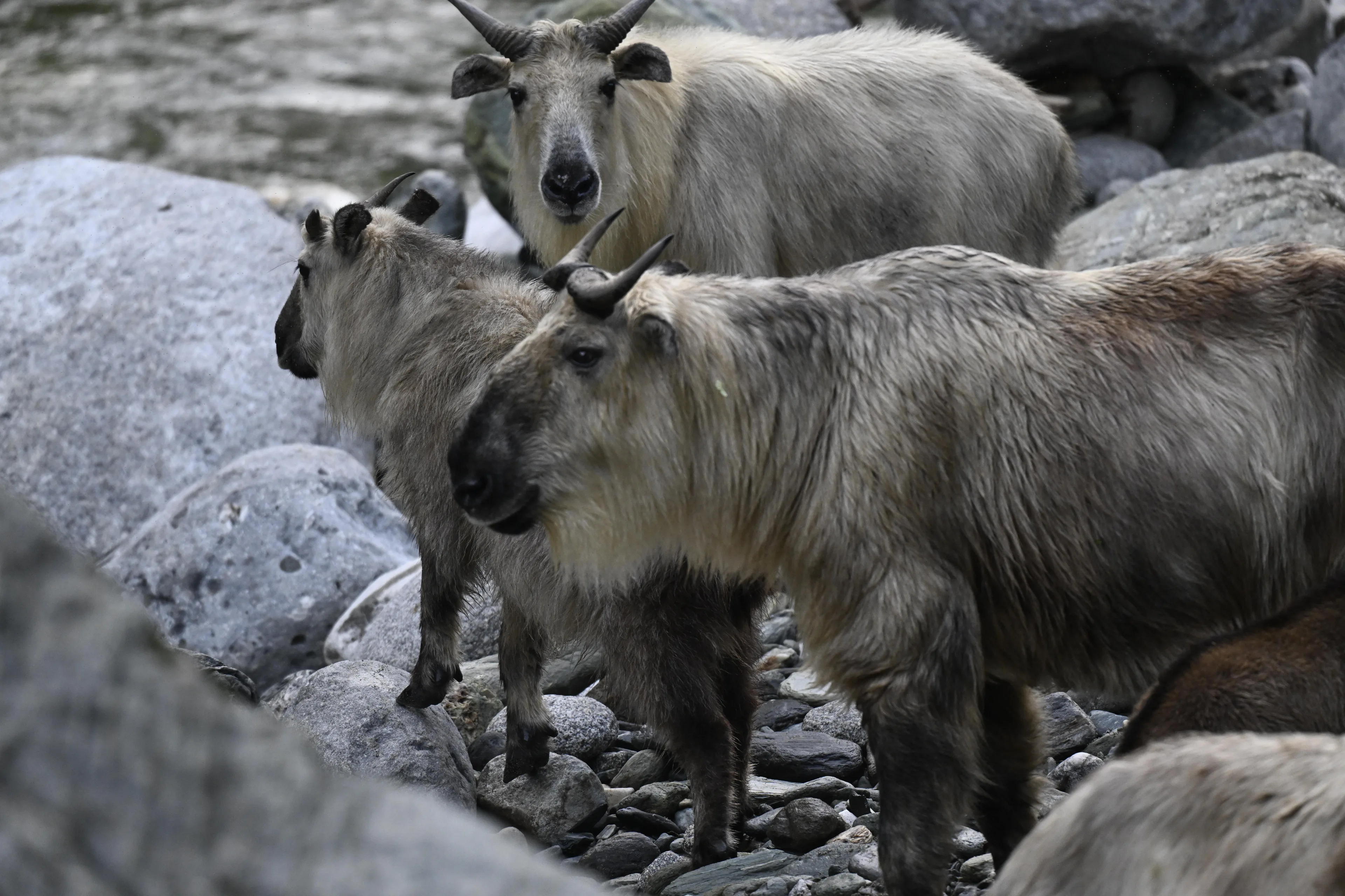 takins across the river