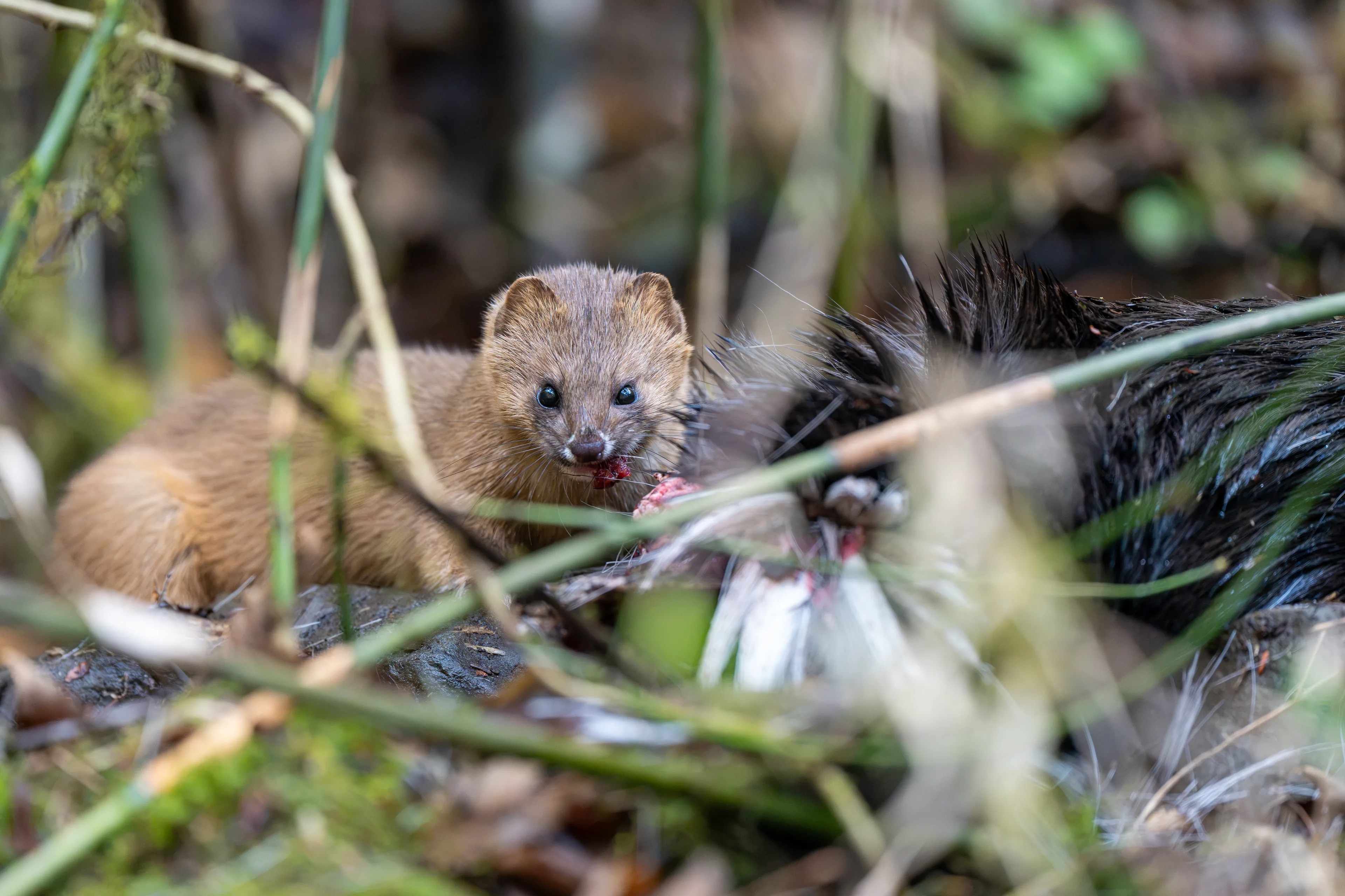 Siberian weasel feeding at a carcass on a mossy forest floor in Sichuan.