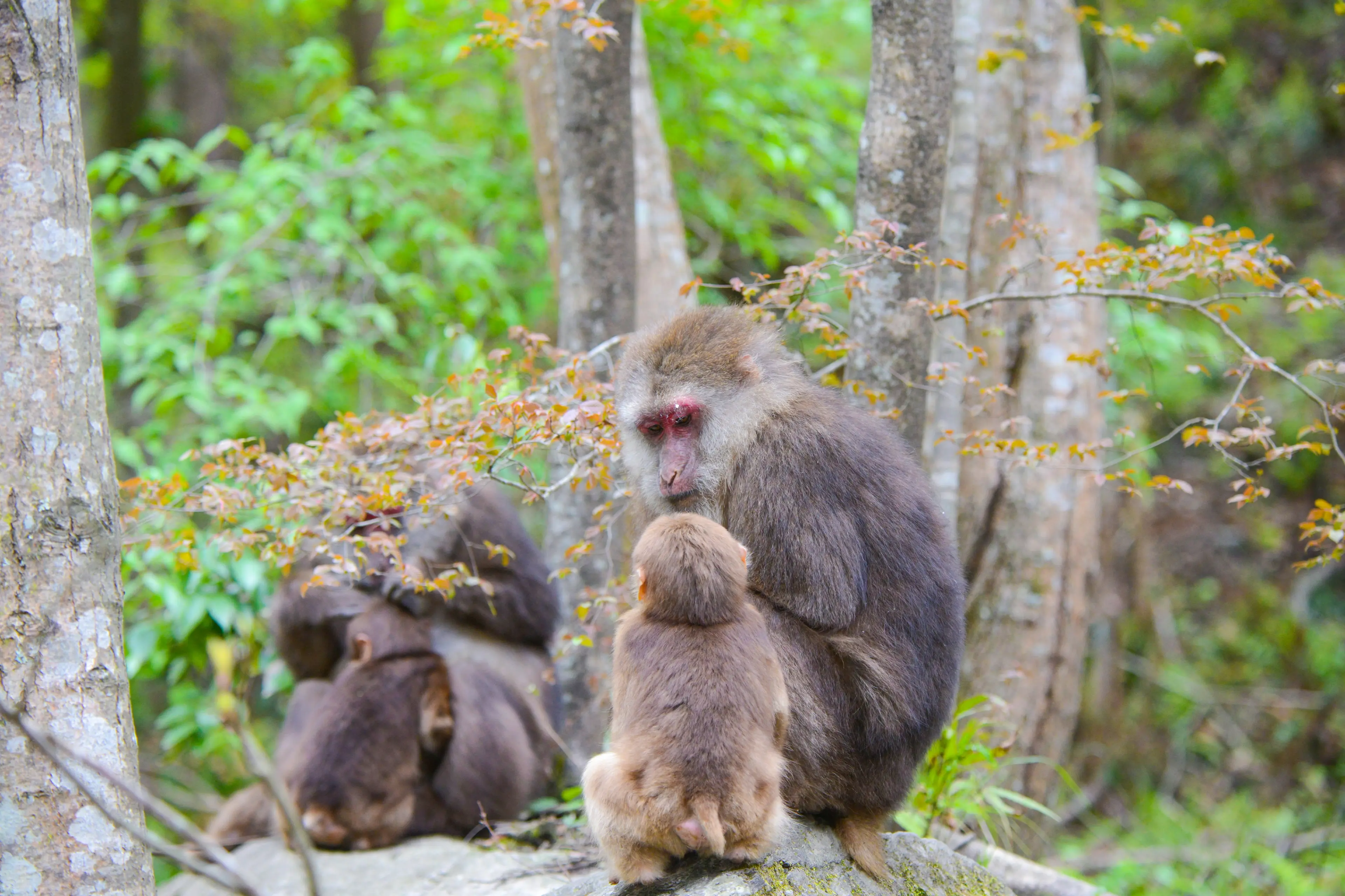 Rhesus macaque at Tangjiahe, family