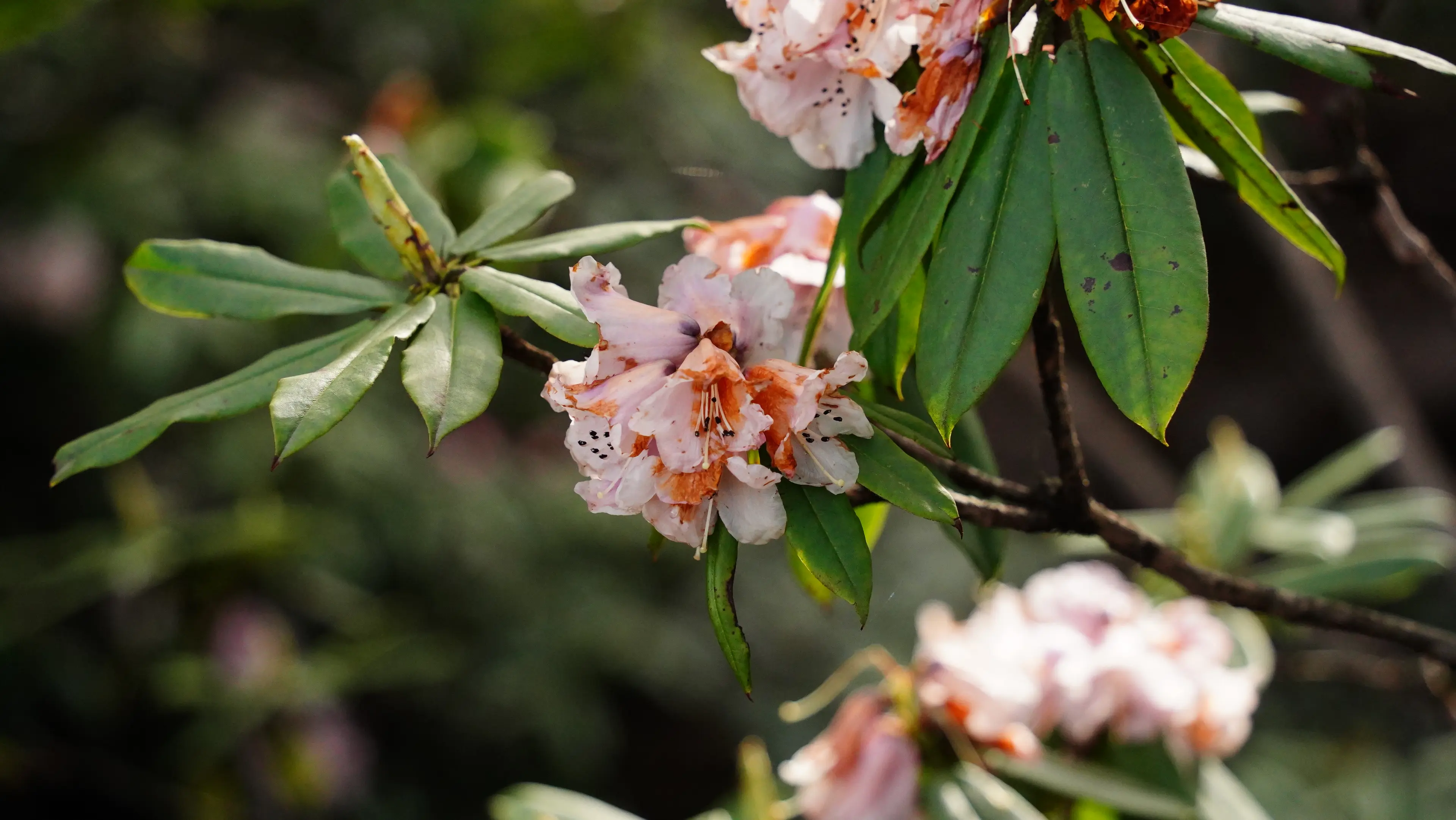 rhododendron-flower-wawushan-sichuan.jpg