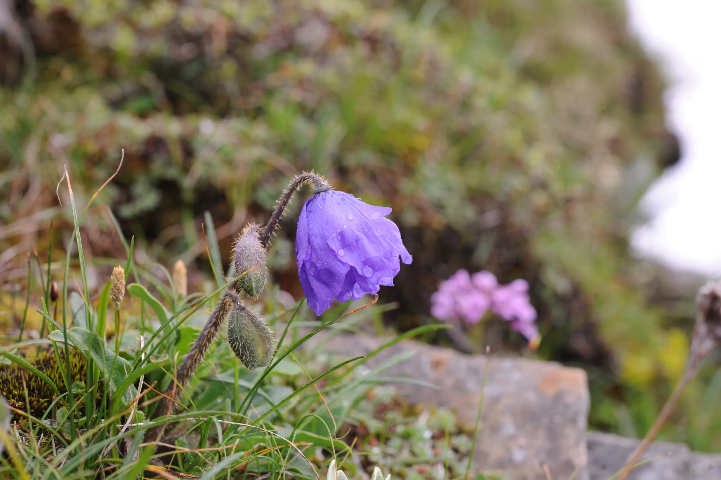 Meconopsis at Sichuan (2)