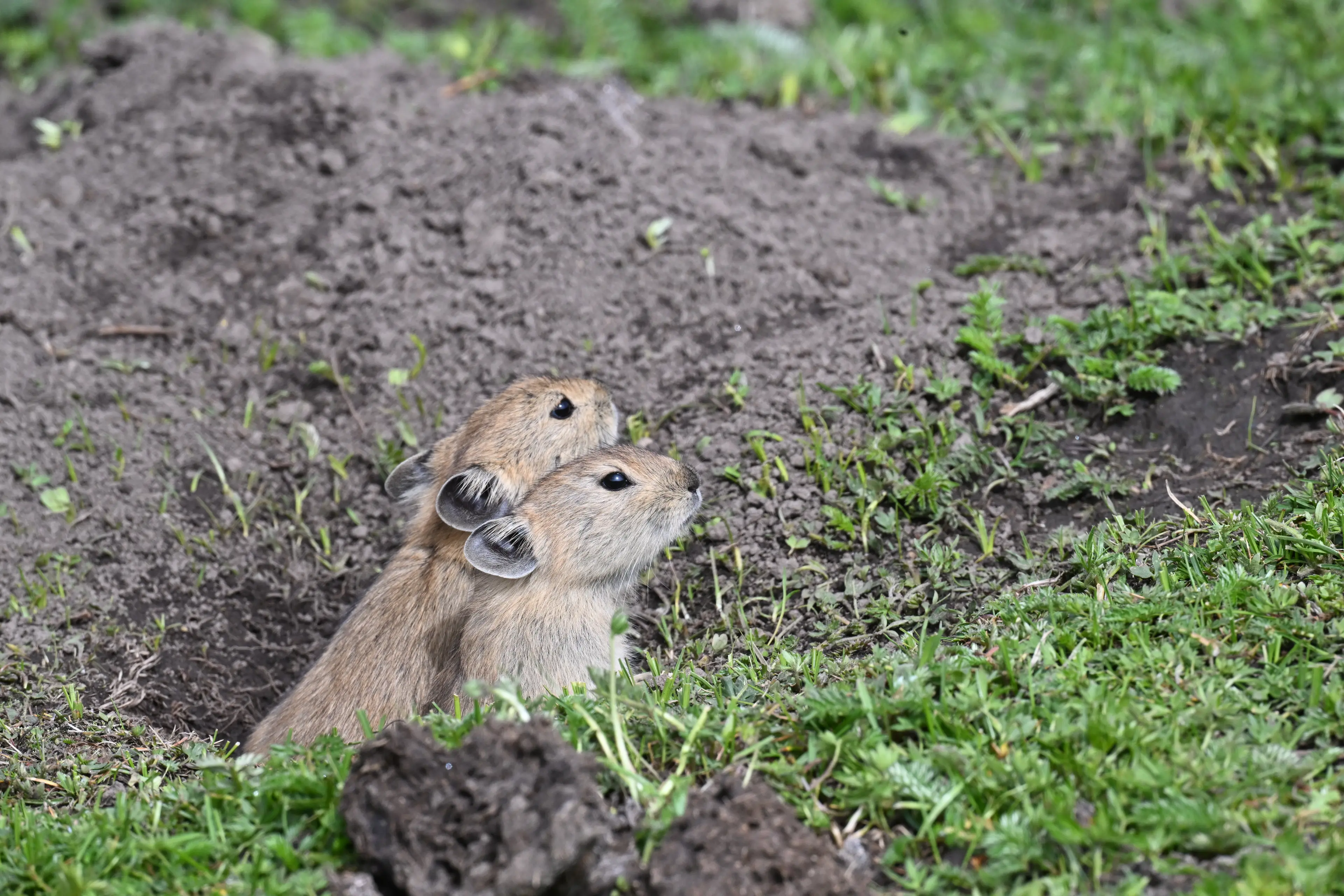 Plateau pika at Qinghai
