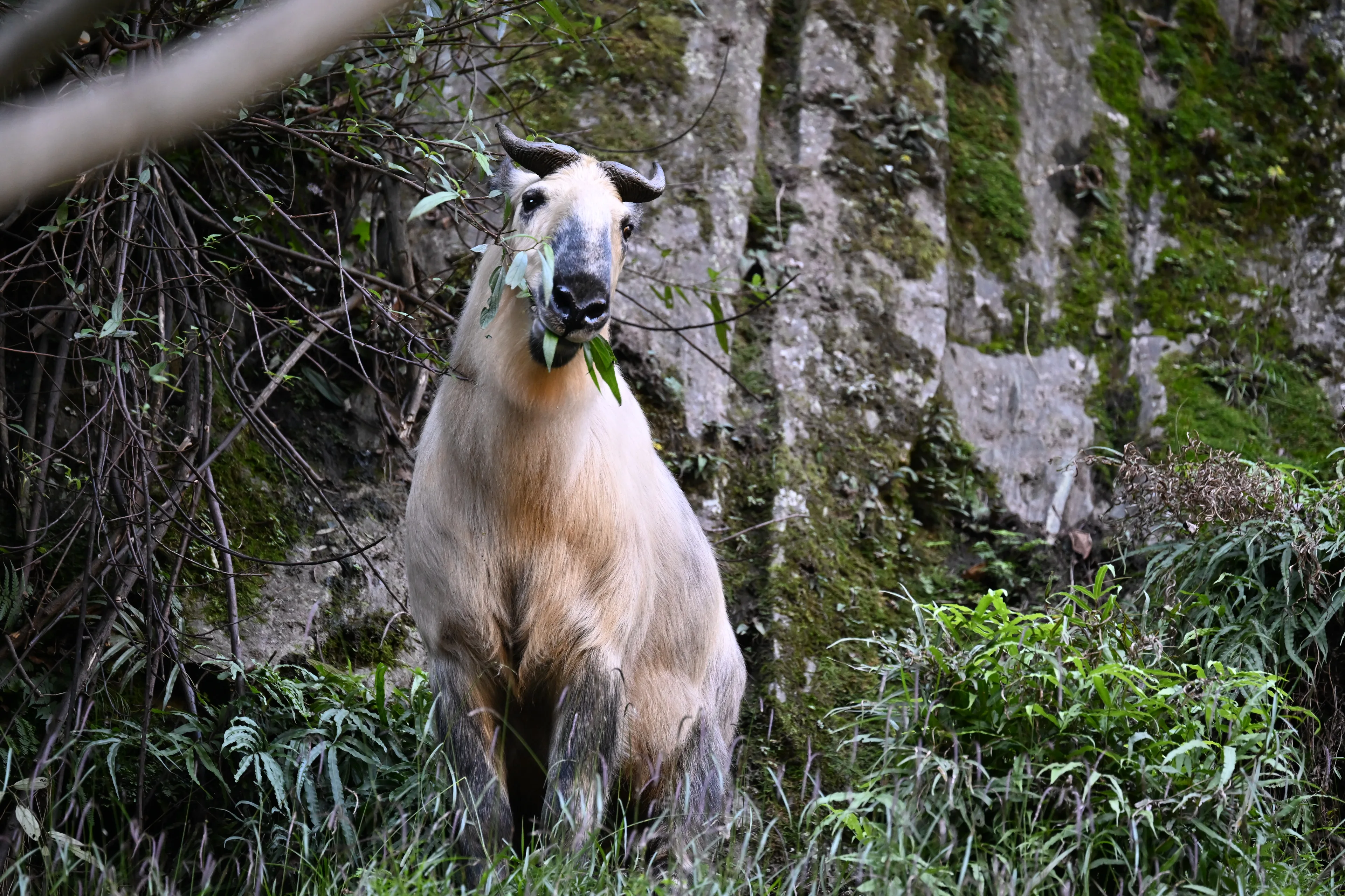 takin eating the leaves