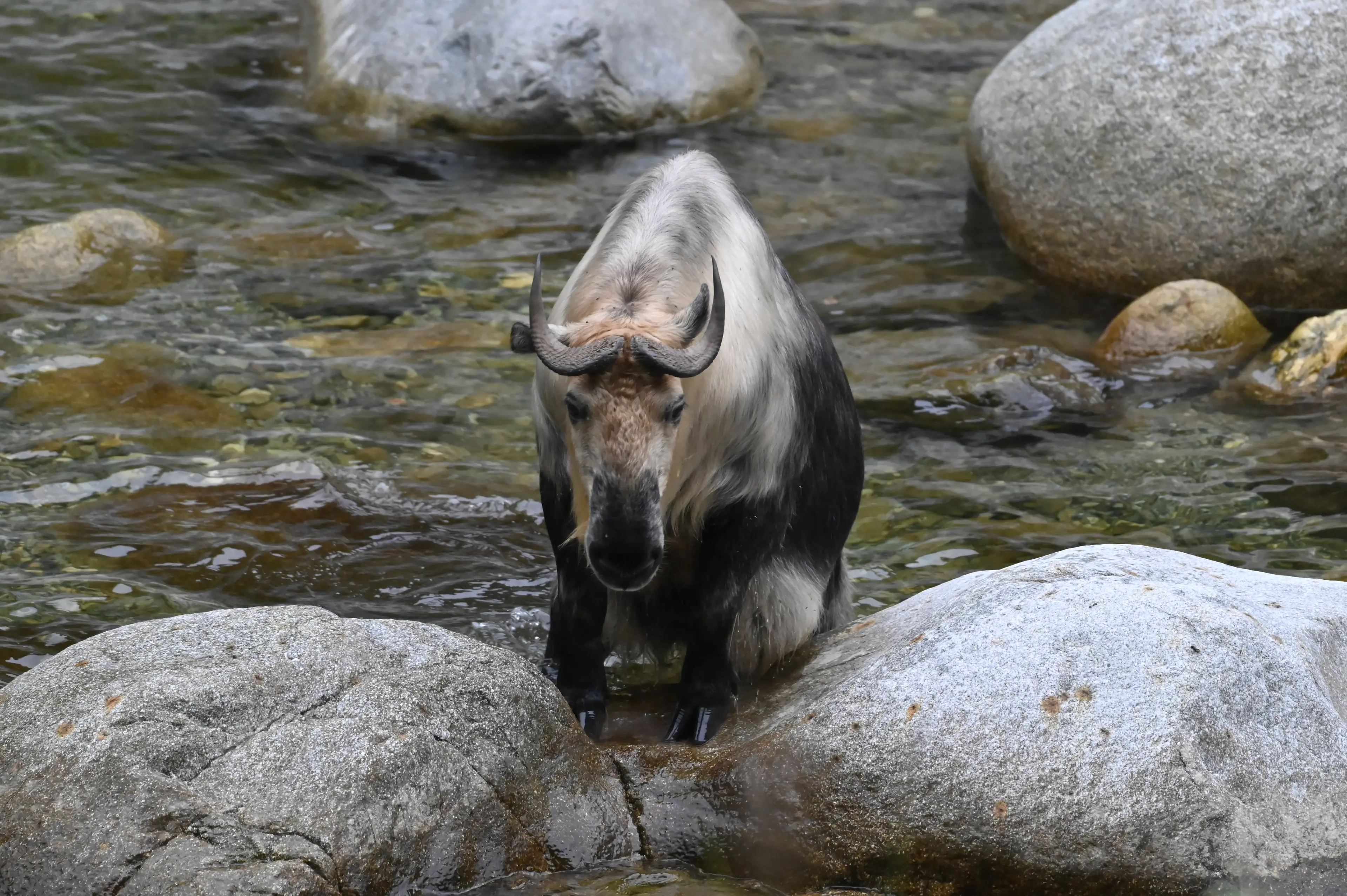 adult takin across the river
